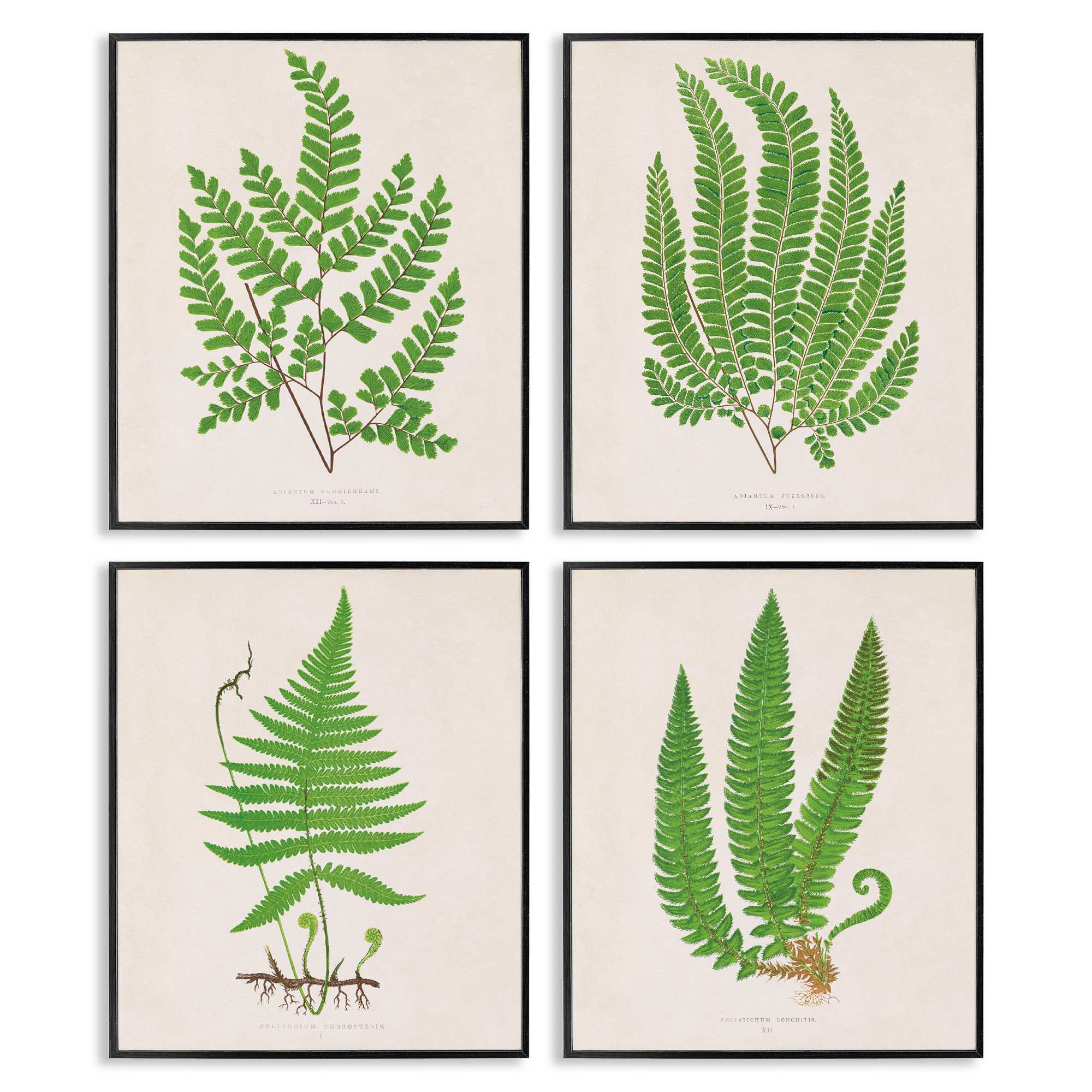 Stupell Industries A4-270-FR-4PC-16X20 Subtle Green Fern Branches 4pc Framed Giclee Set Design by Phillipa Katz