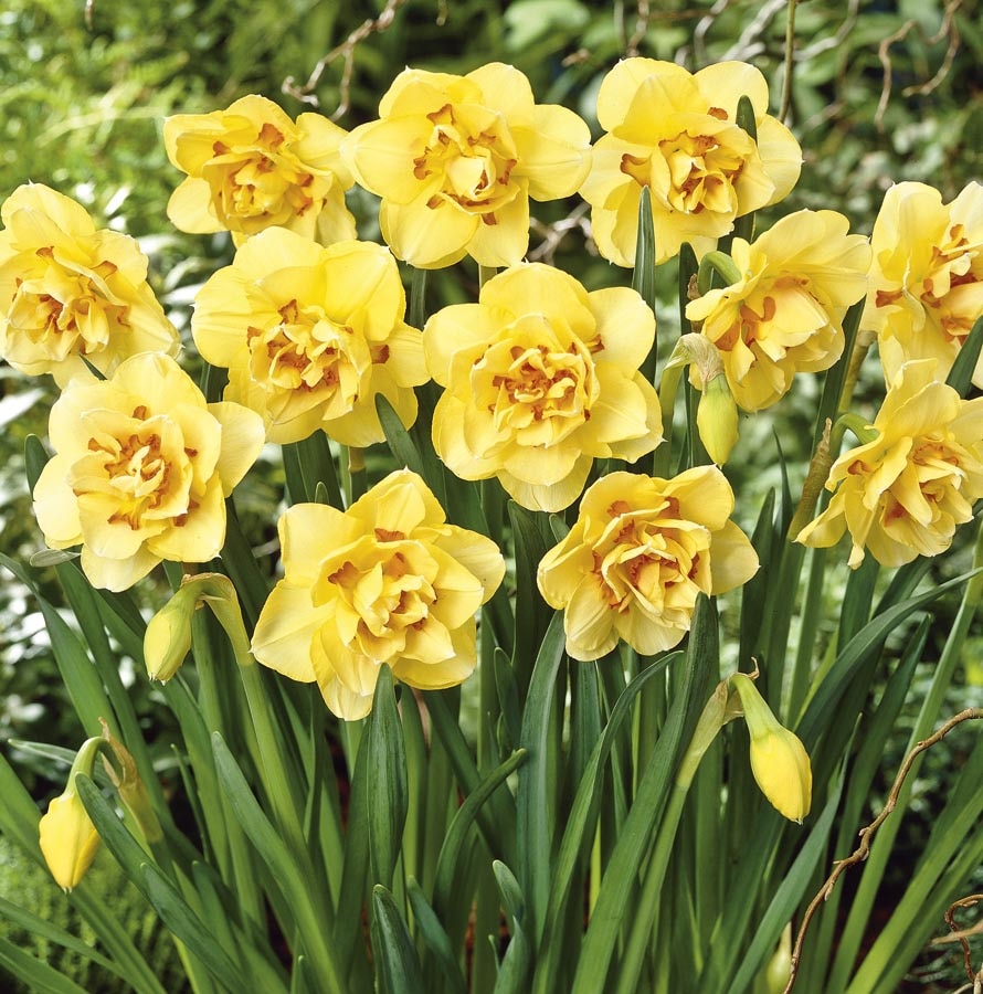 Van Zyverden Multicolor Daffodils Trumpet and Cupped Mixture Bulbs Bagged  15-Count in the Plant Bulbs department at