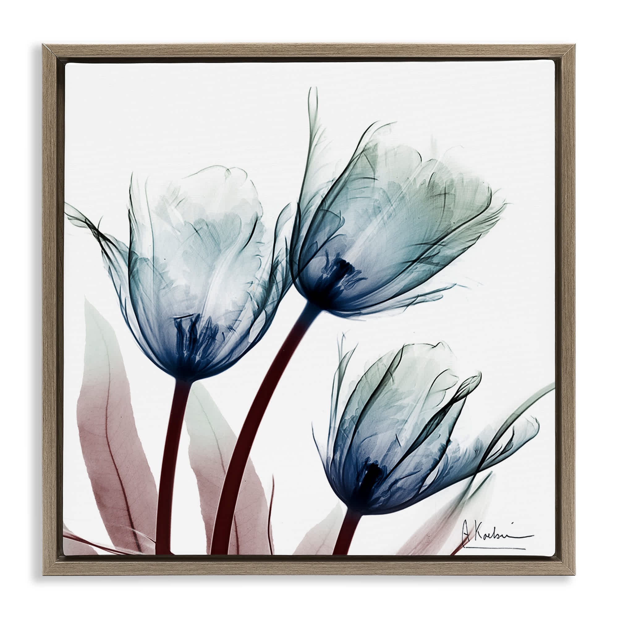 Stupell Industries BS-026-FFE-24X24 Translucent Tulip Bulbs Floating Frame design by Albert Koetsier