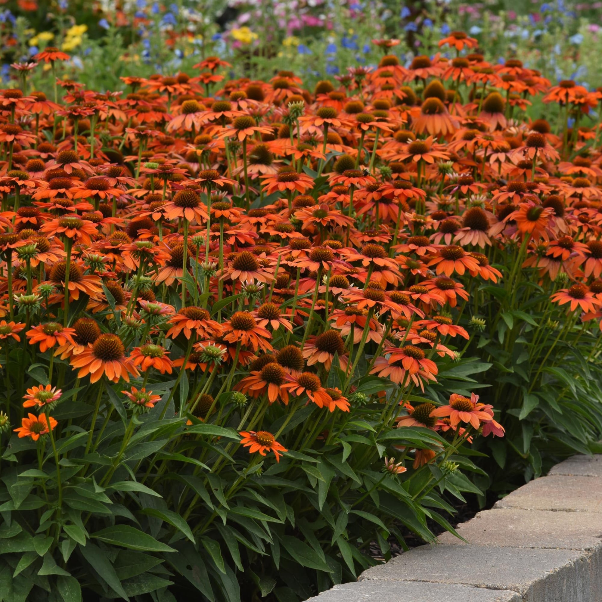 National Plant Network LW1451 perennials - View #2