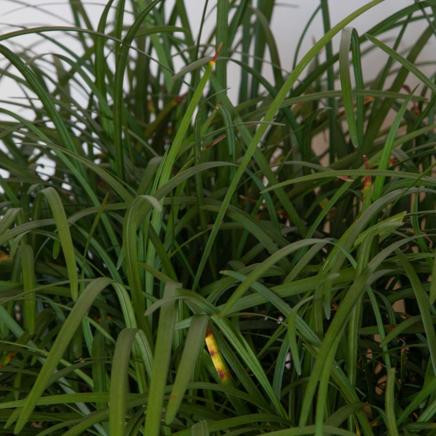  4005LP (LOWES) Ornamental-Grasses - View #4