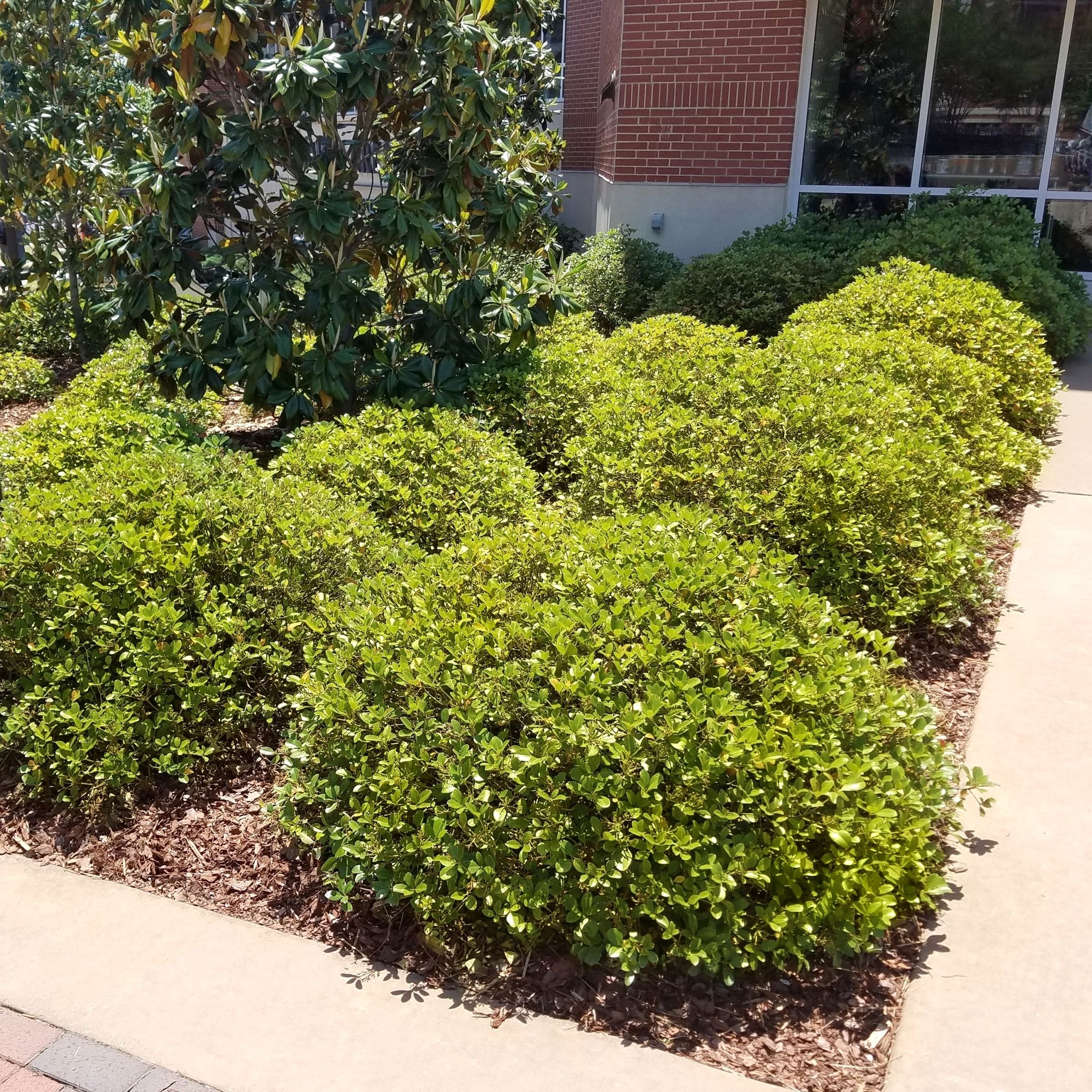 National Plant Network LW7775 shrubs - View #3