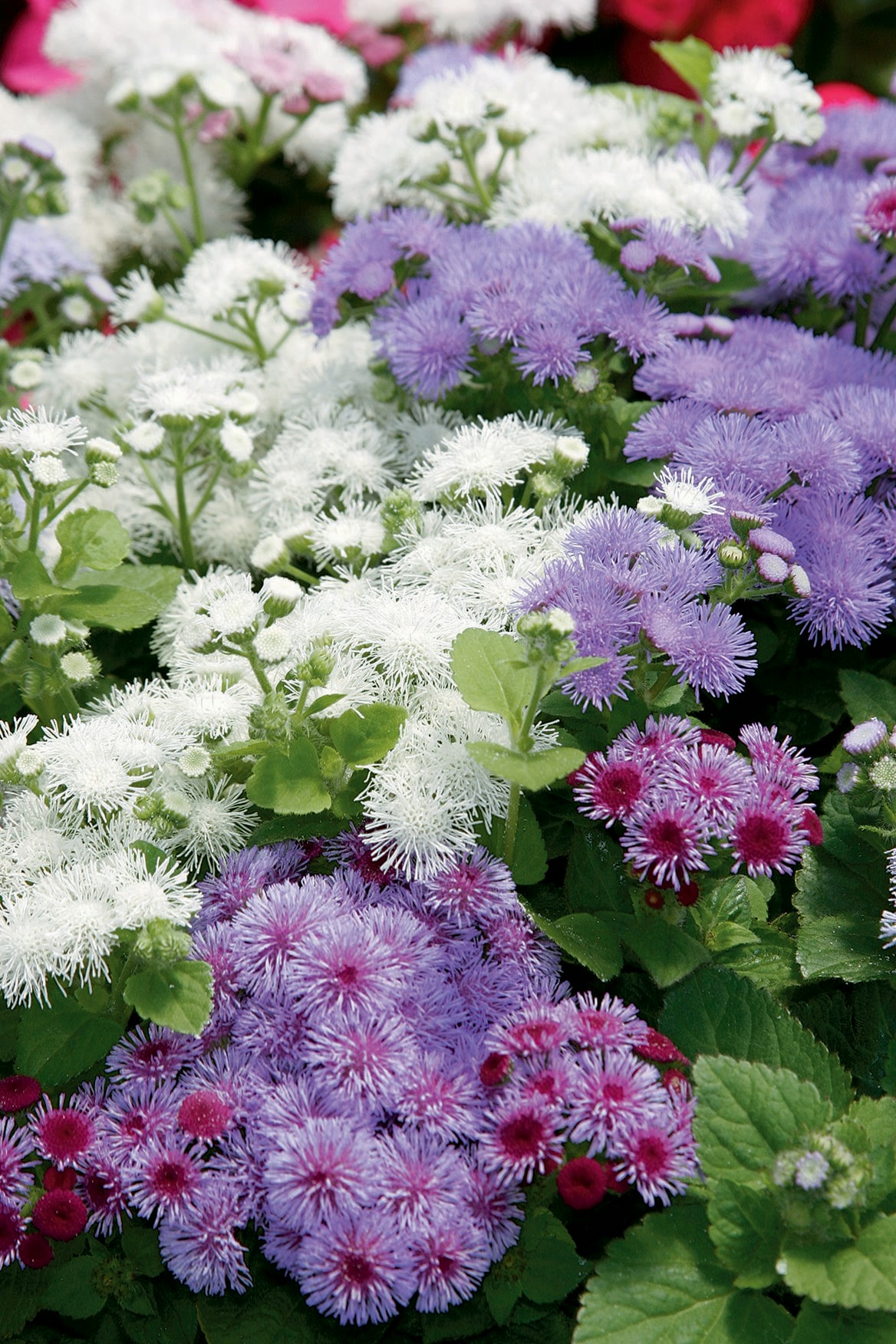 Lowe's NURSERY annuals - View #2
