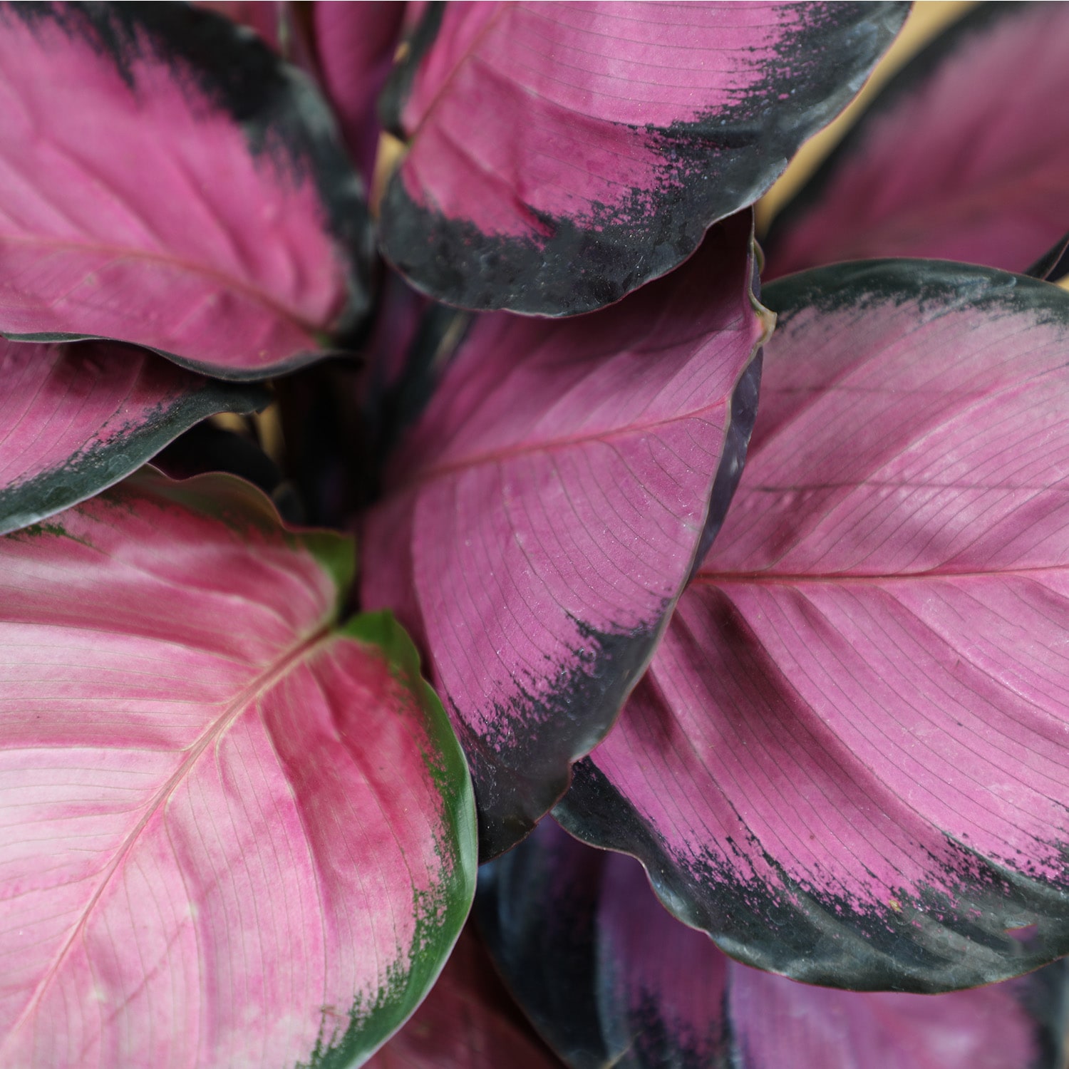 Calathea Roseopicta Purple Rose in Black Plastic Planter