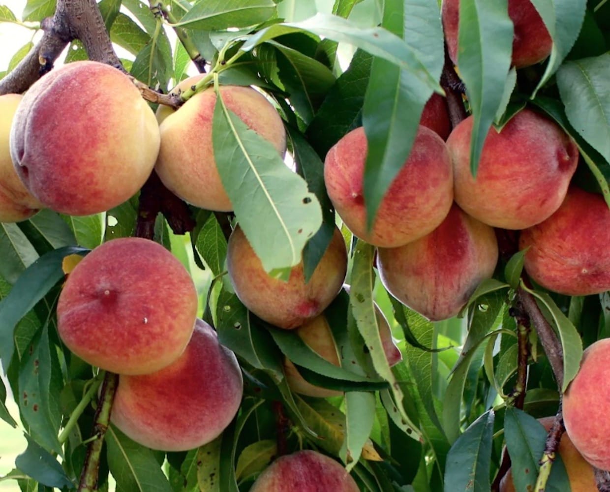  NURSERY 1.0 -Pack Peach Plant in Pot Spring