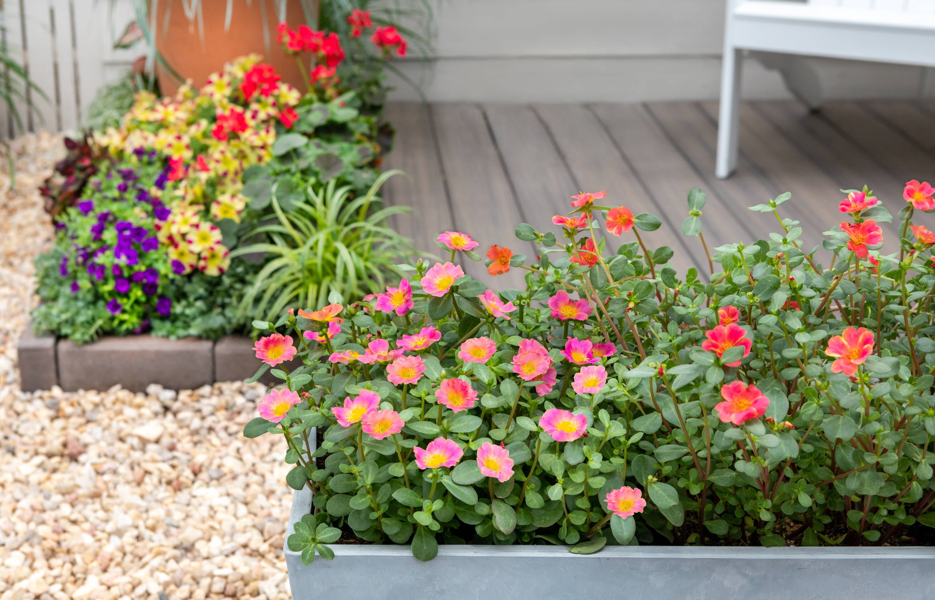 Metrolina Greenhouses 78919 annuals - View #3