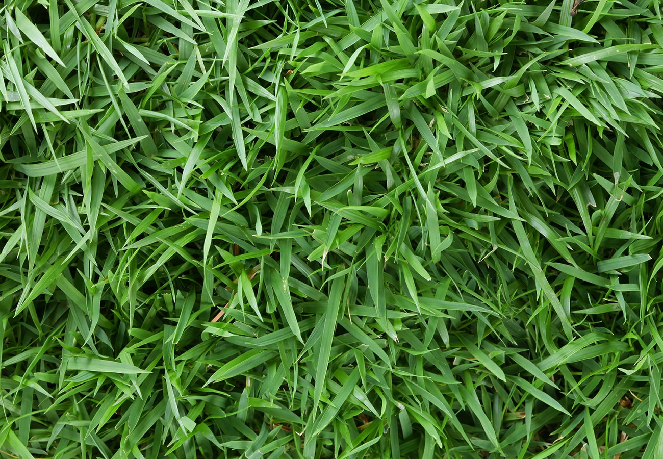 Harmony Outdoor Brands ZOYSIA-2DS sod - View #2