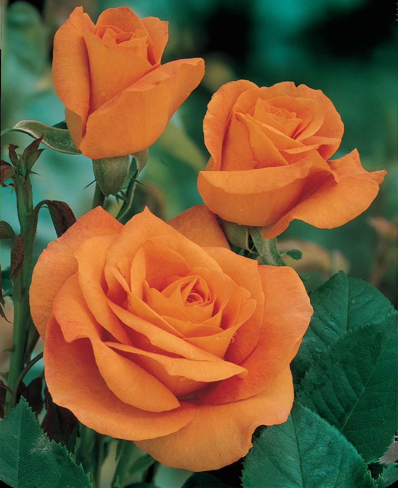 fiets Voorstel goud 2.25-Gallon in Pot Orange Rose (L6023) in the Roses department at Lowes.com