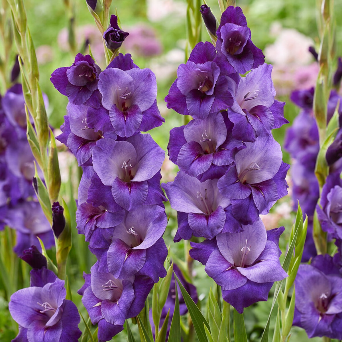 Van Zyverden 84714 Purple Gladiolus Purple Magic Bulbs 12 Count