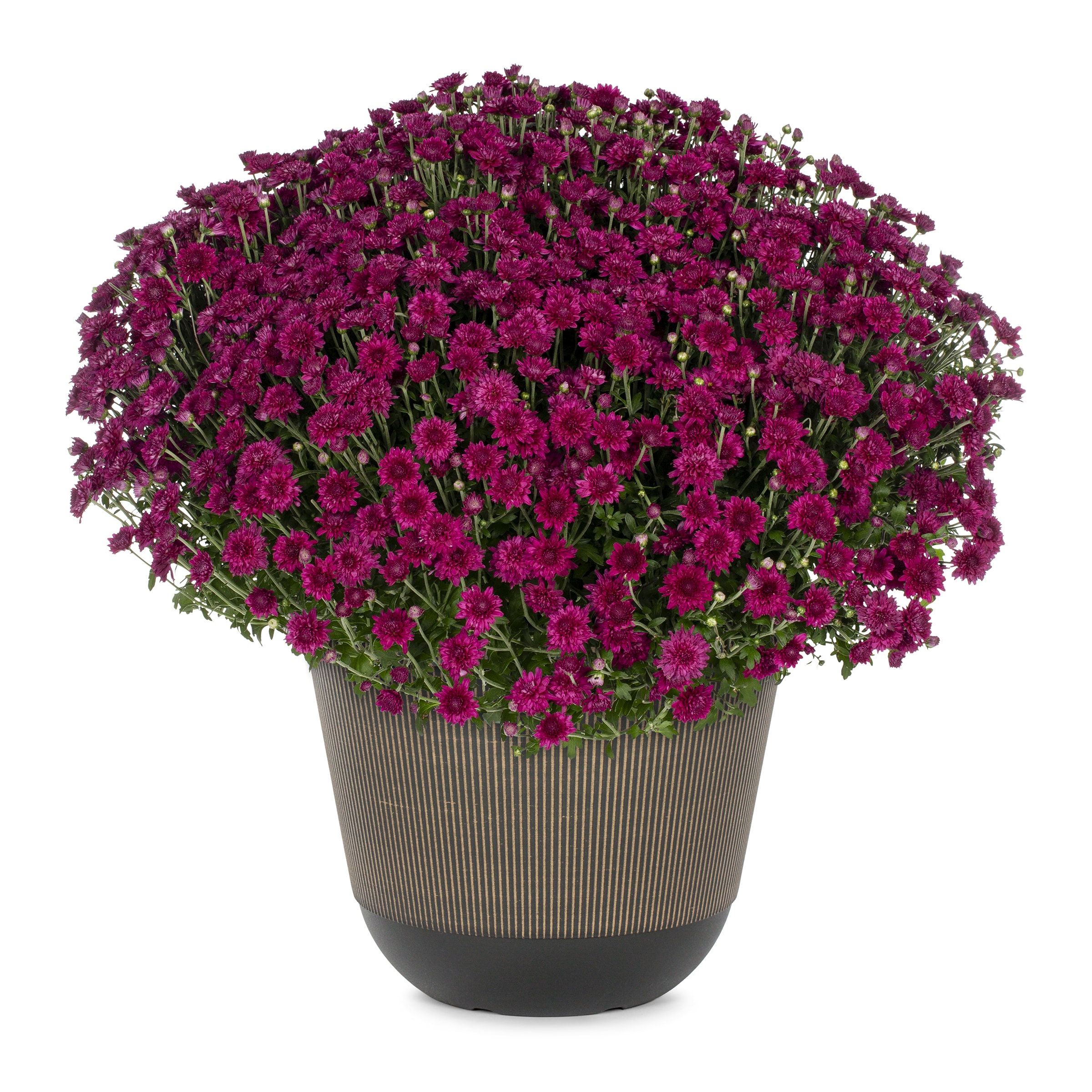 Lowe's NURSERY Purple Mum in 2.5-Gallon Planter