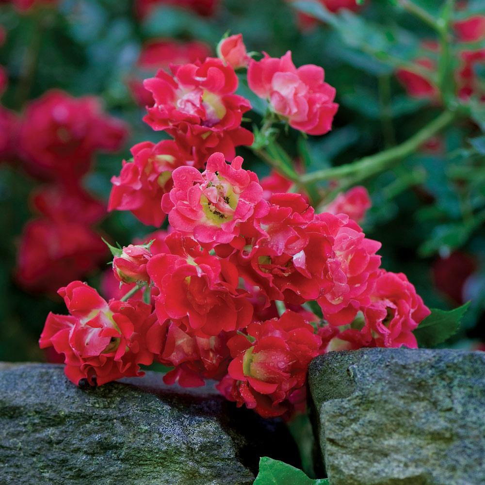 Brighter Blooms 16133 roses - View #2