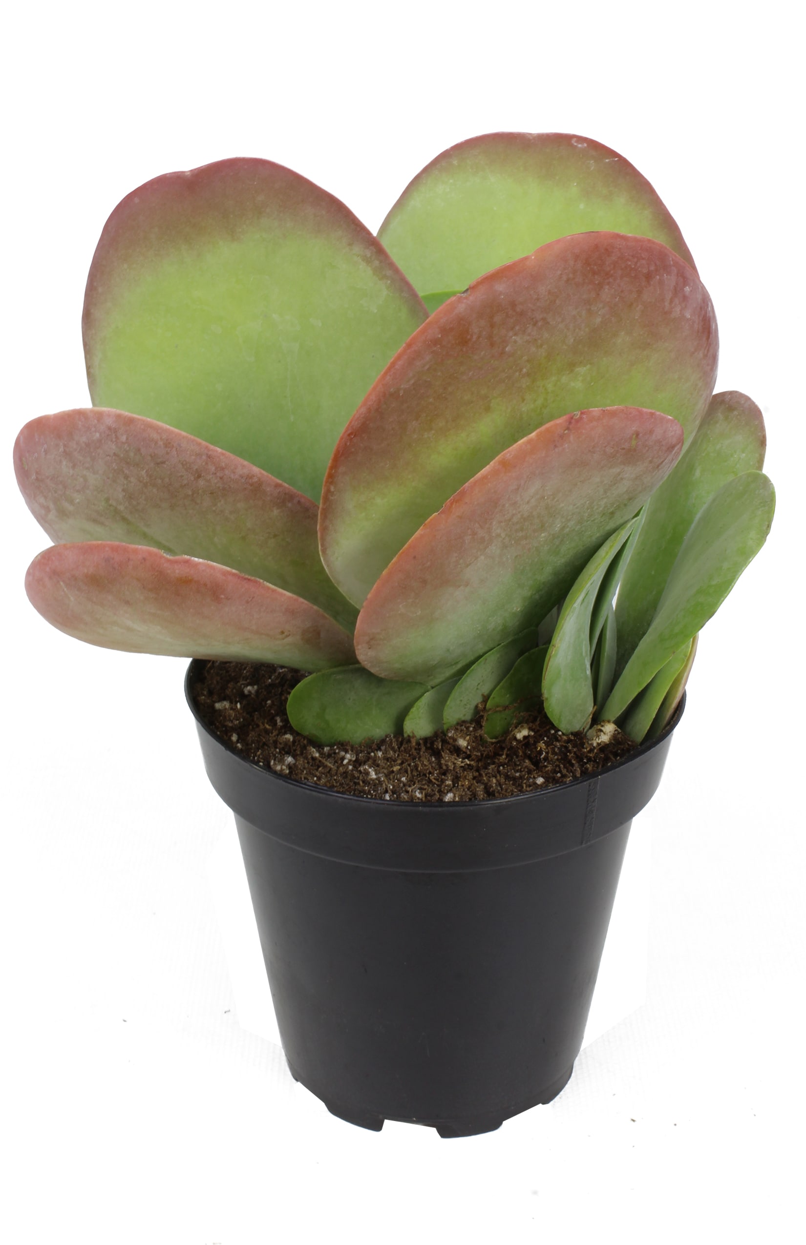 Lowe's 80705 Cacti-Succulents - View #3