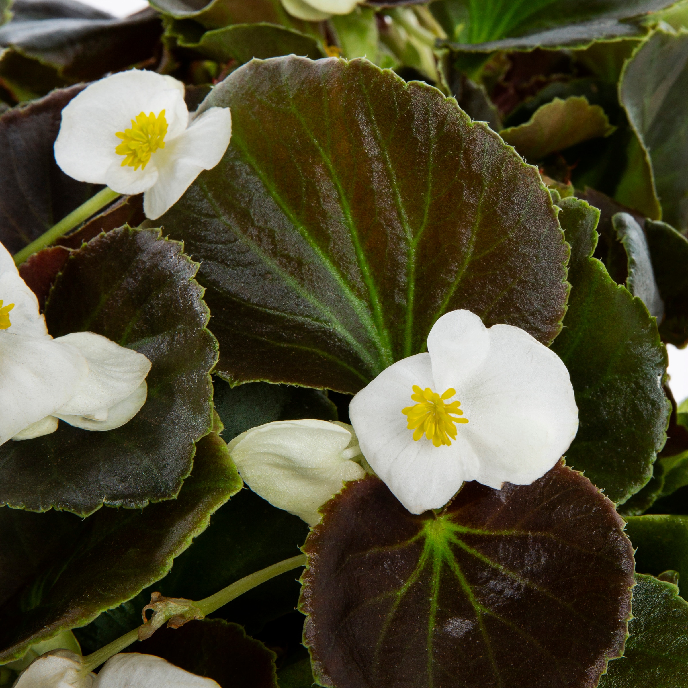 Lowe's NURSERY annuals - View #2