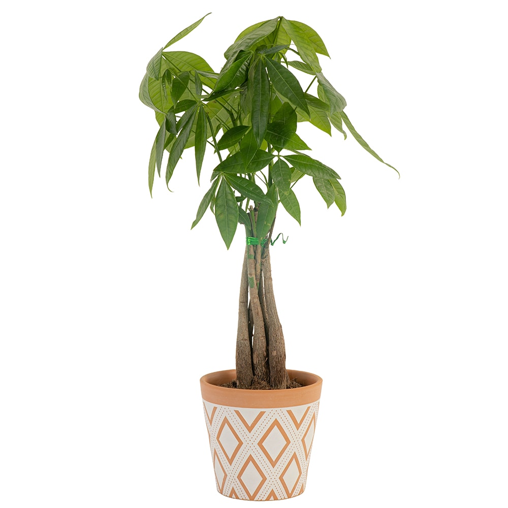 een andere Draak stoel Costa Farms Money Tree House Plant in 5-in Pot in the House Plants  department at Lowes.com