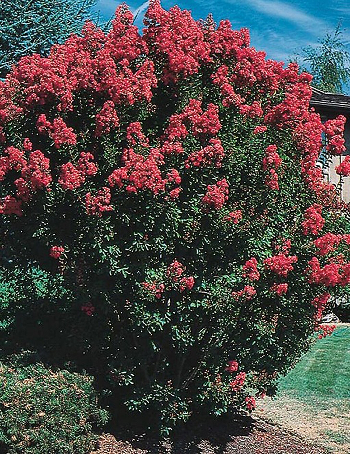 Lowe's NURSERY 10.25-GAL CRAPE MYRTLE BUSH