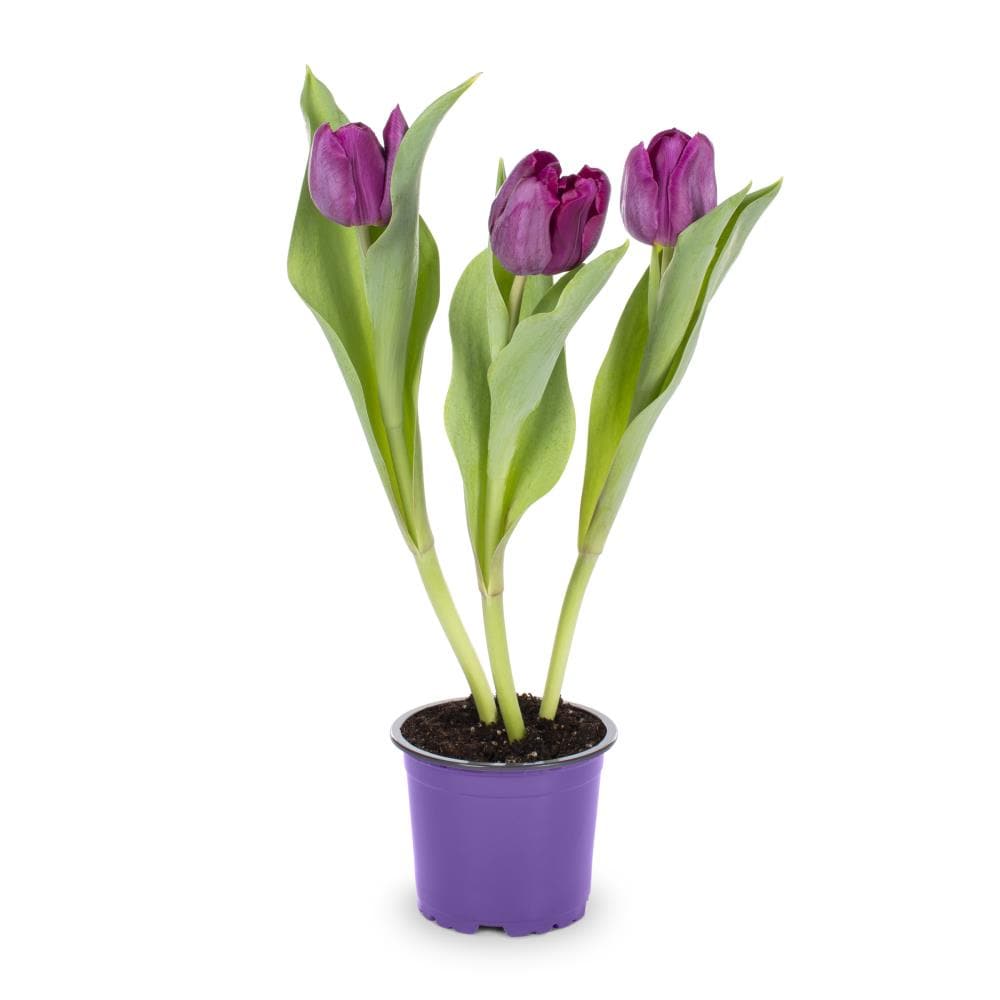 Lowe's Multicolor Tulip in 1-Pint Planter at Lowes.com