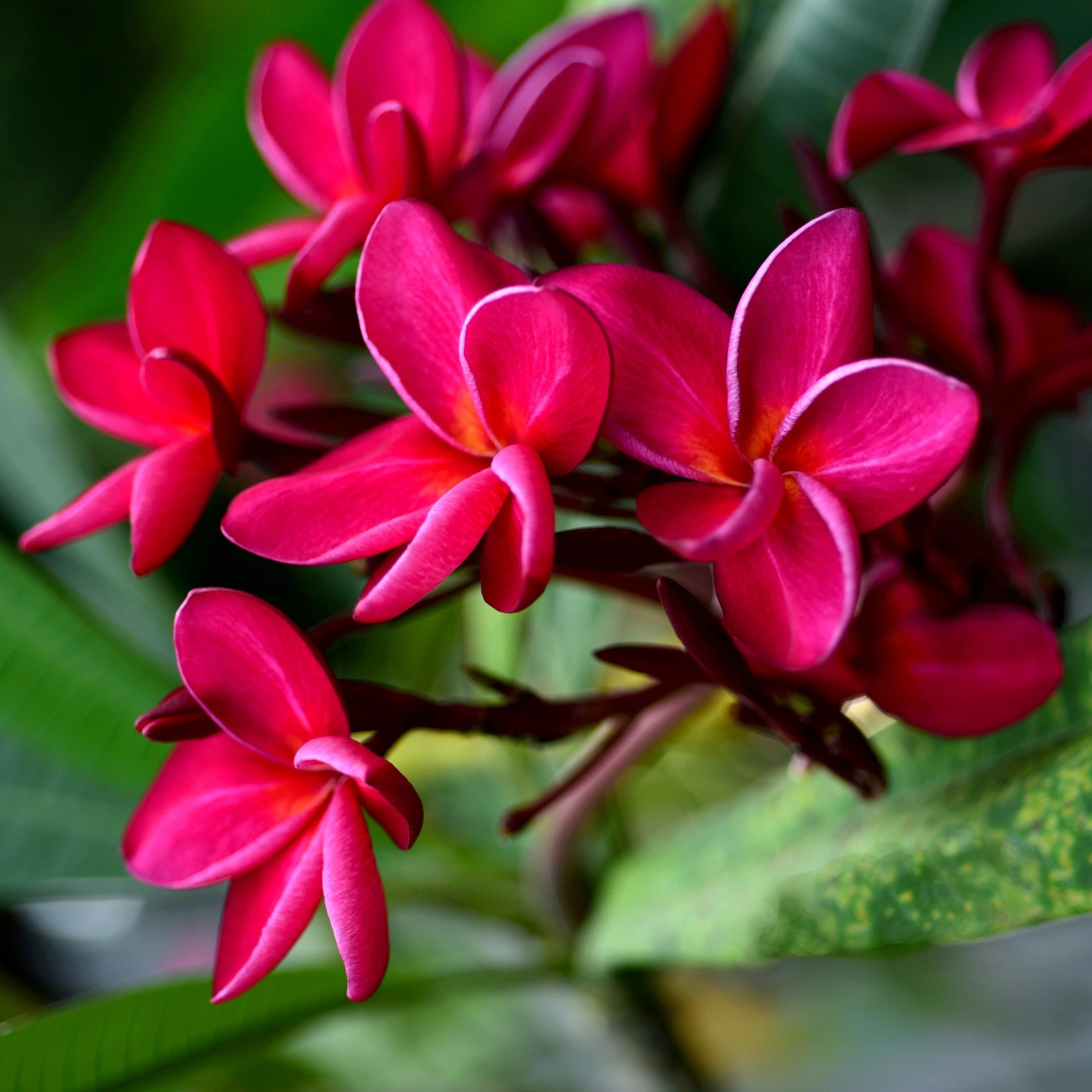 National Plant Network LW2557 Pink Plumeria Bordeaux in 1 Gallon(s) Pot 1 -Pack