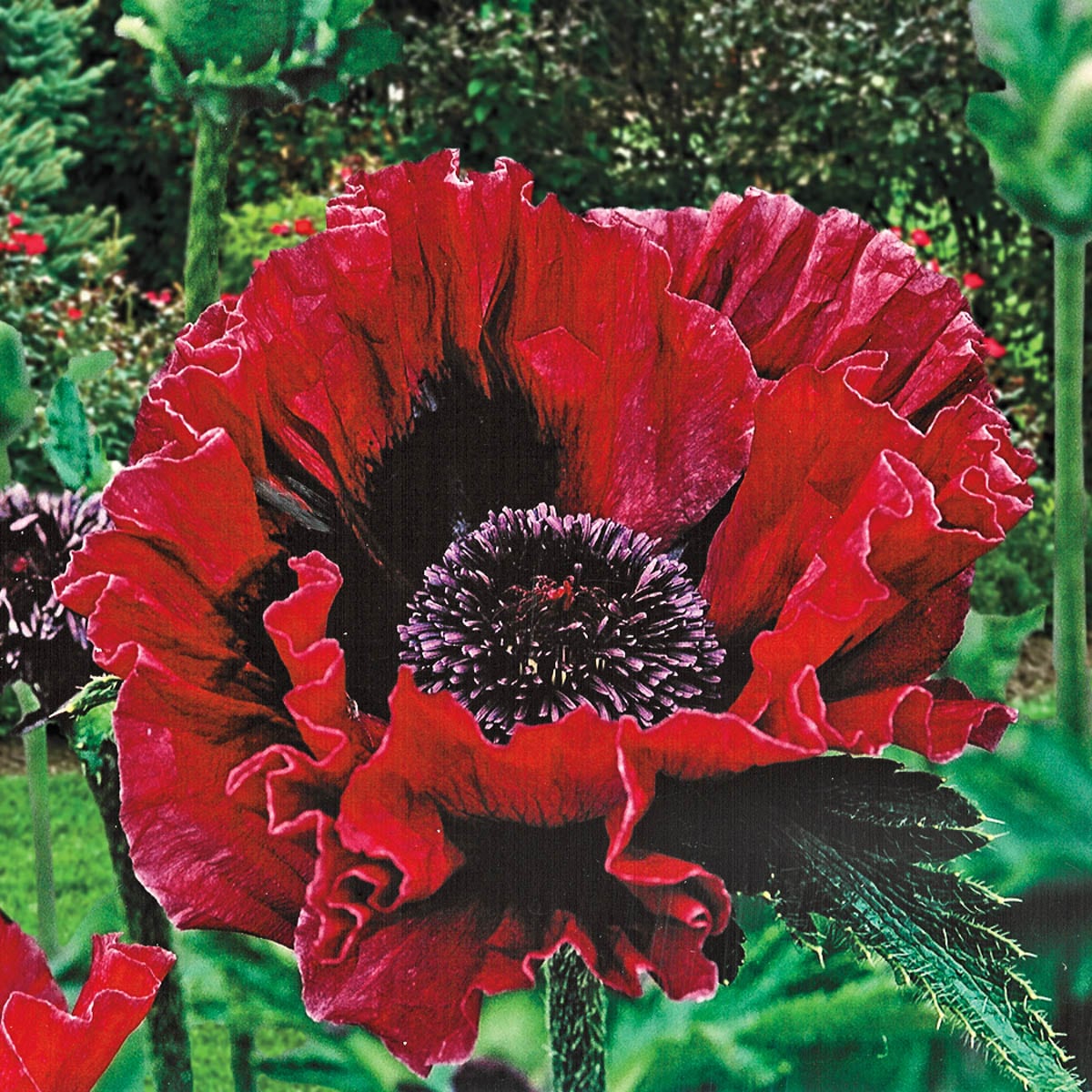 Spring Hill Nurseries 89436 Red Harlem Orintal Poppy Perennial Plants in 3-Pack Bareroot