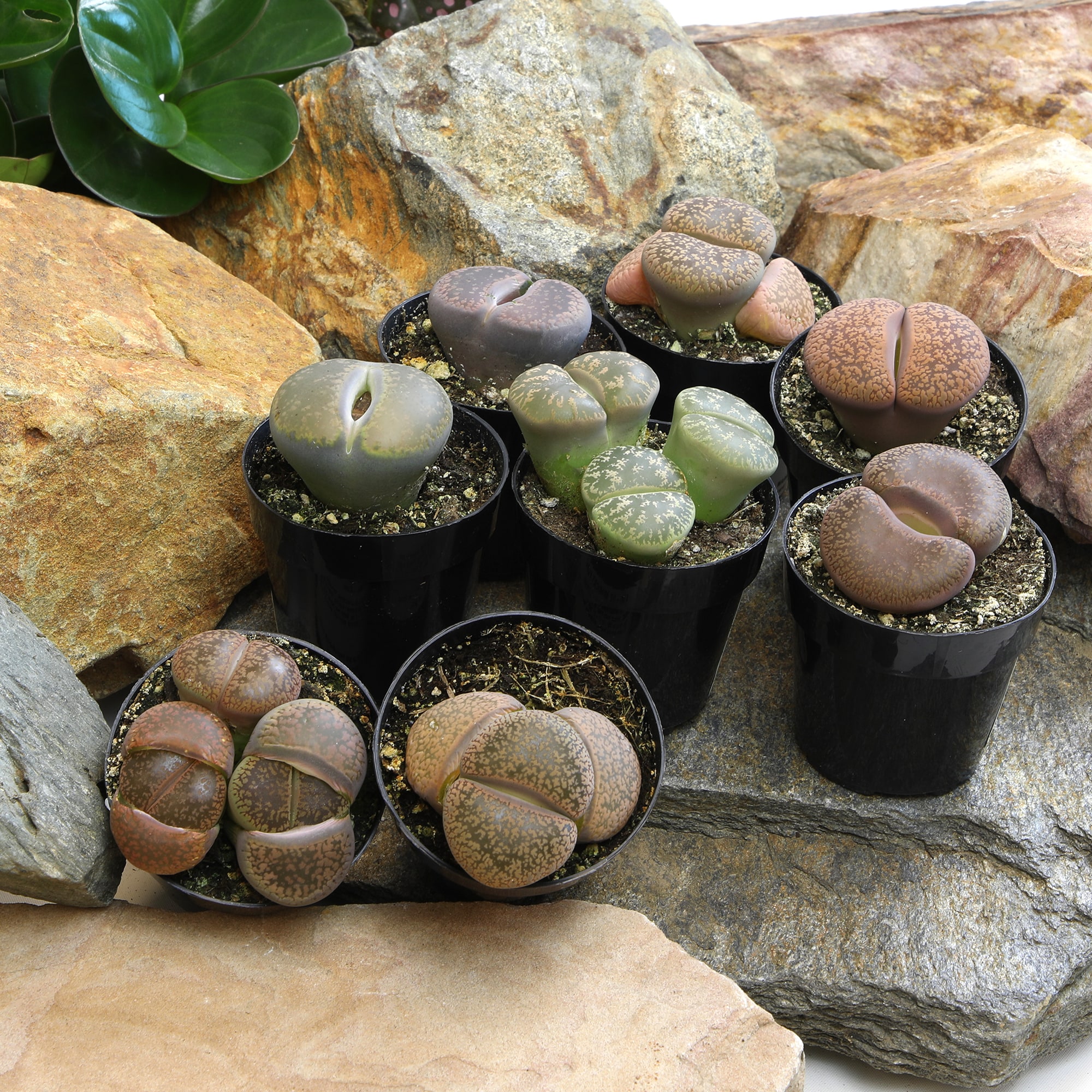 Altman Plants 0873254 Cacti-Succulents - View #3