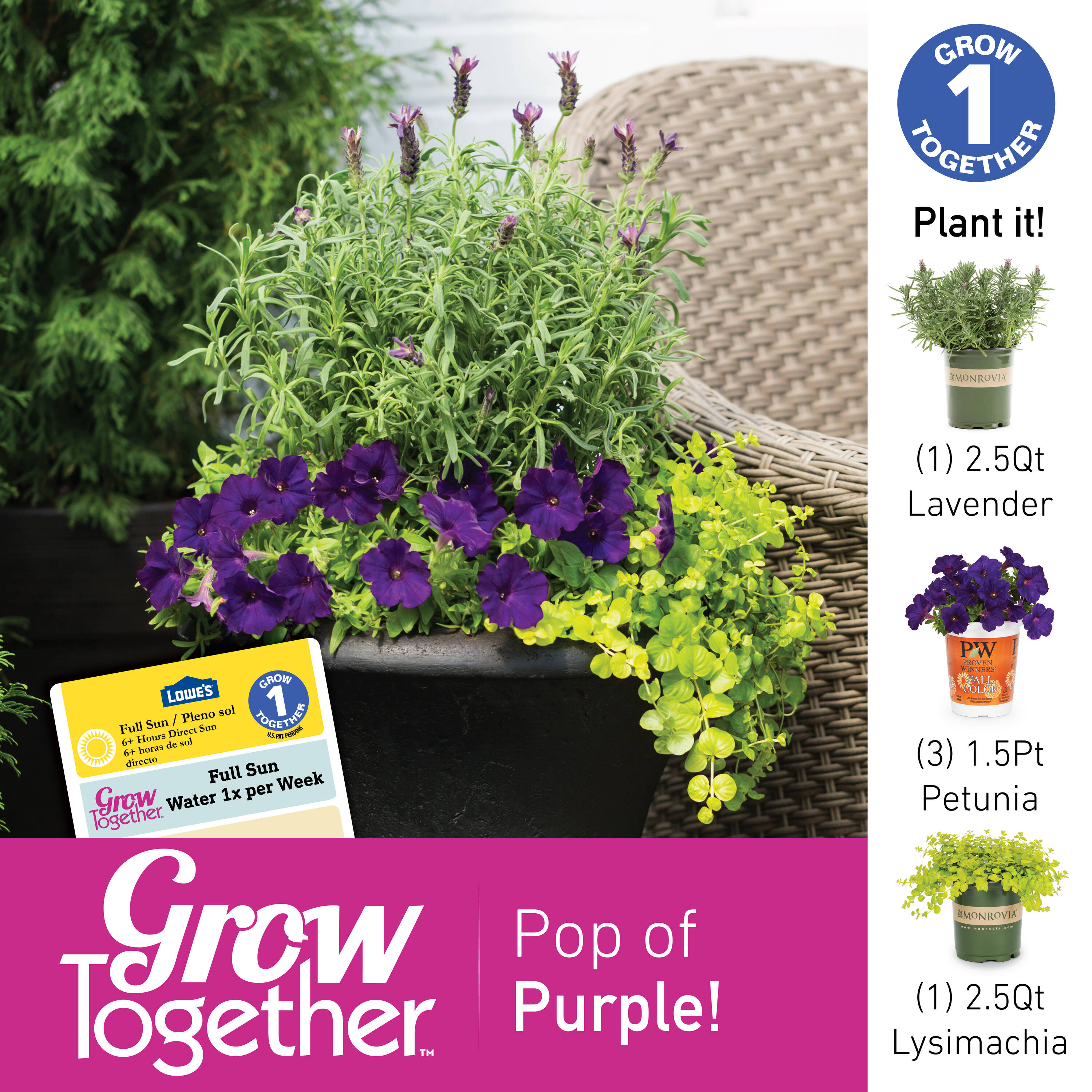 Monrovia Purple Monrovia Lavender Anouk Plant in 2.5-Quart Pot NURSERY ...