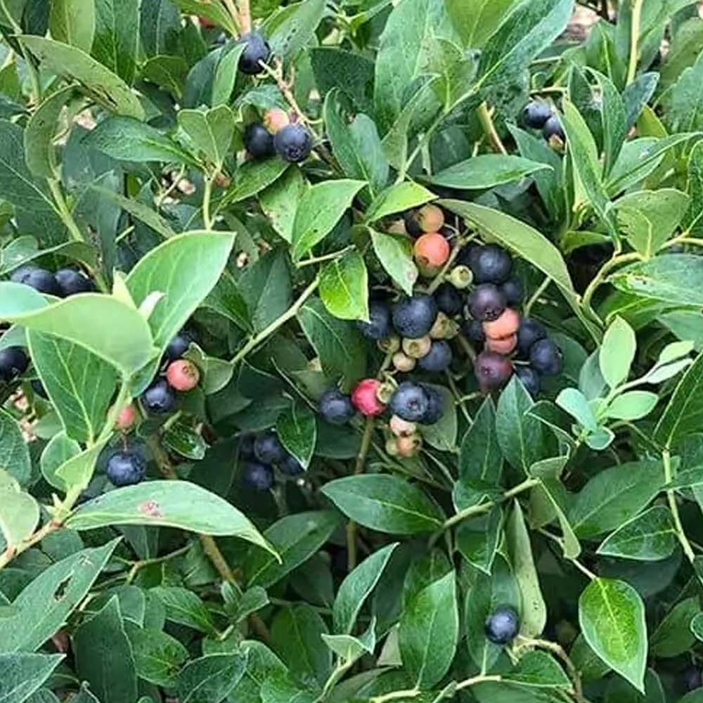 Southern Living Plant Collection 90492-2 Fruit-Plants - View #4