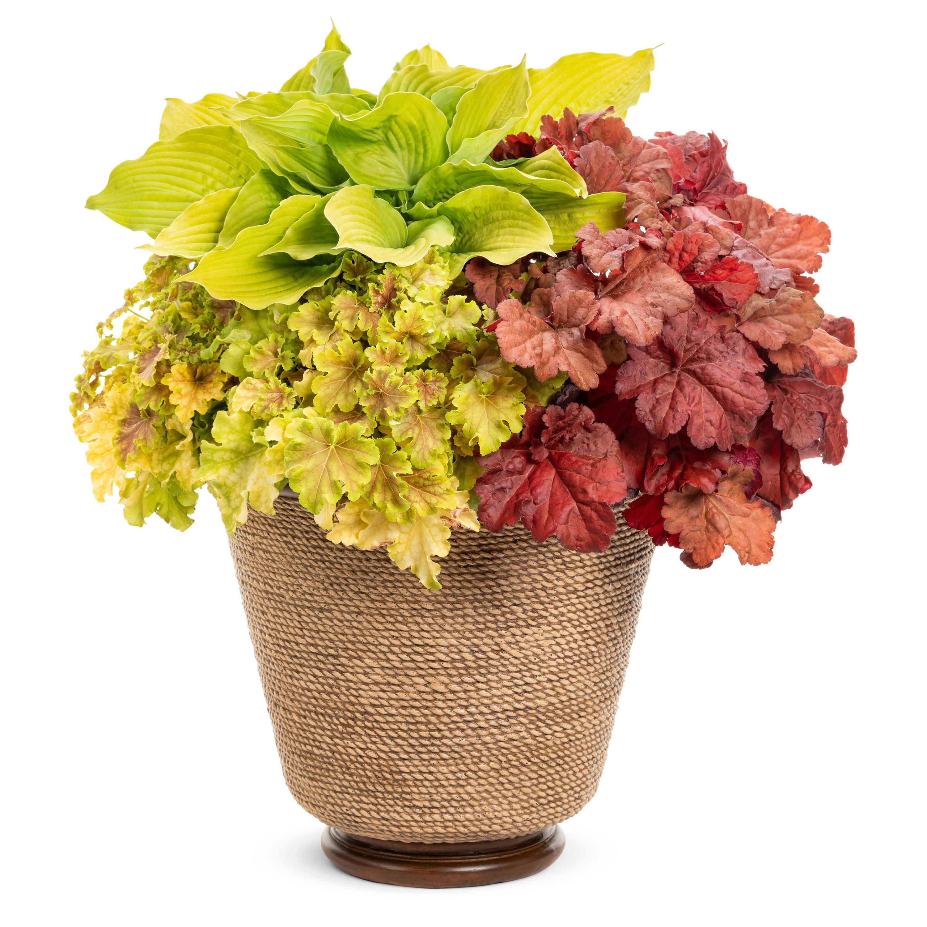 Proven Winners HEUPWP2547800 perennials - View #6