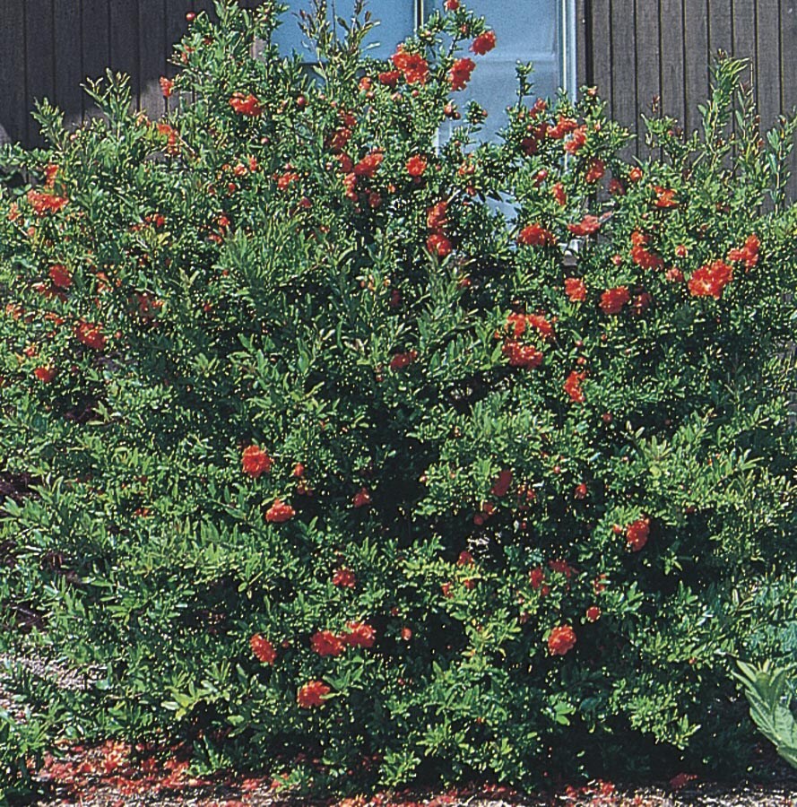 NURSERY Red Flowering Tree Dwarf Pomegranate In Pot (With Soil)