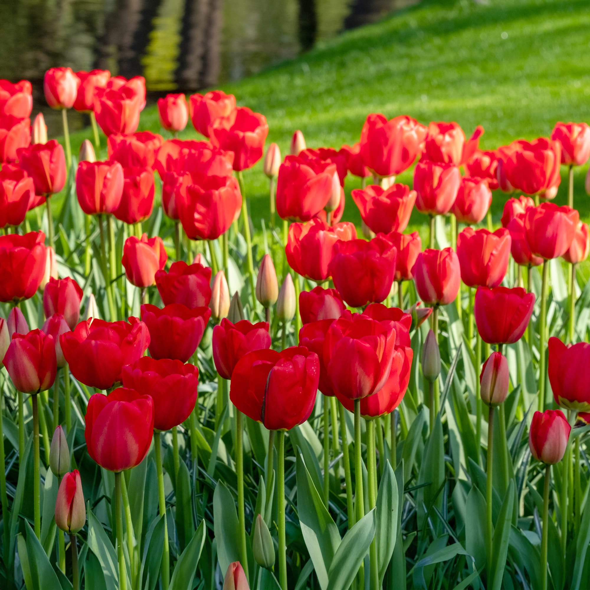 Garden State Bulb ECF-57-25-01 Plant-Bulbs - View #6