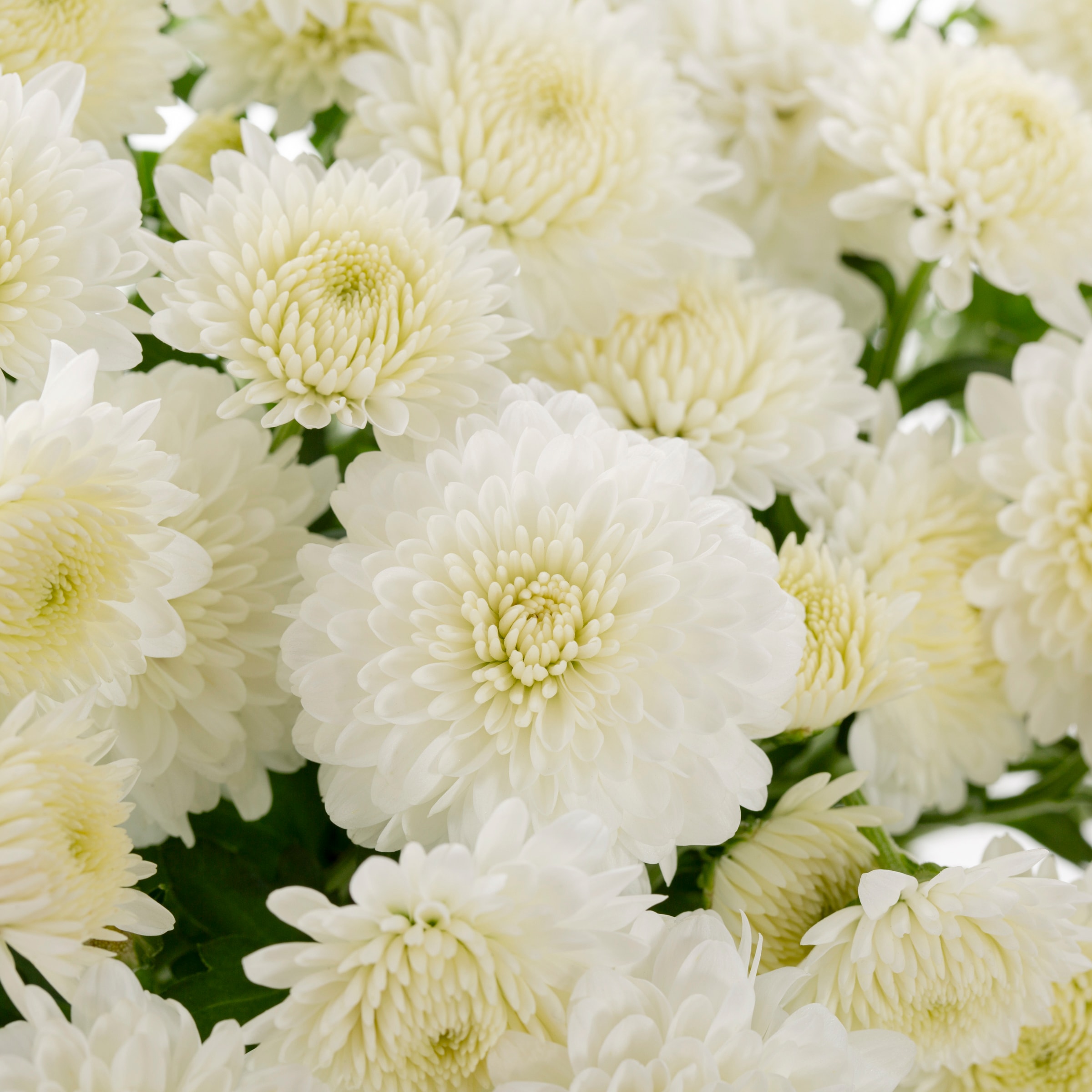  4661379 annuals - View #2