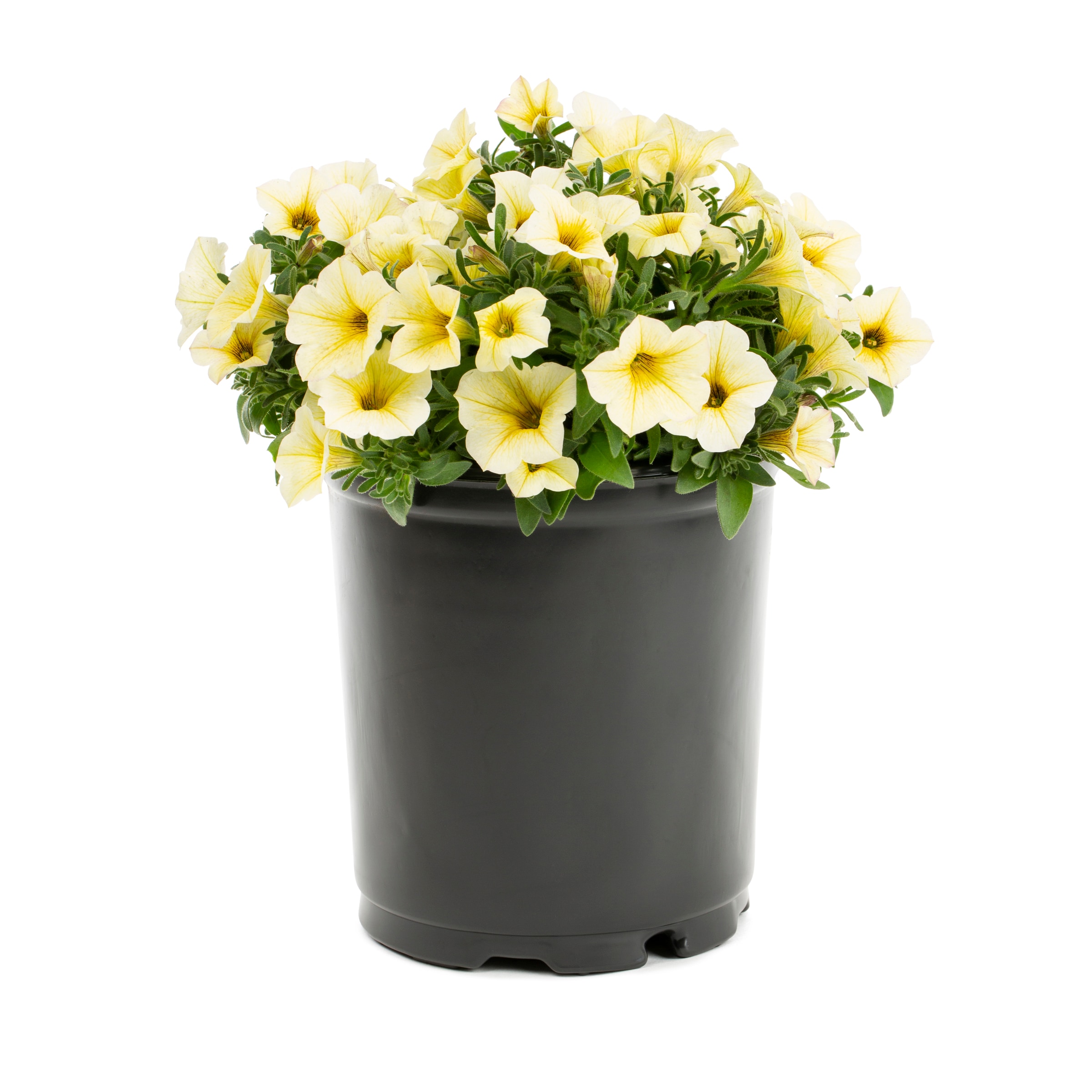 Lowe's 468709 Multicolor Petunia in 2 Quart(s) Pot 1 -Pack
