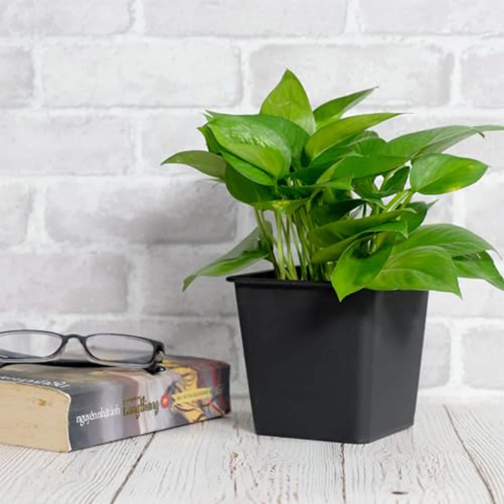 Yiekholo LL-1685AA 5 -Pack Rectangle 7.9-in W x 6.7-in H x 7.9-in D Black Plastic Indoor/Outdoor with Self Watering Planter