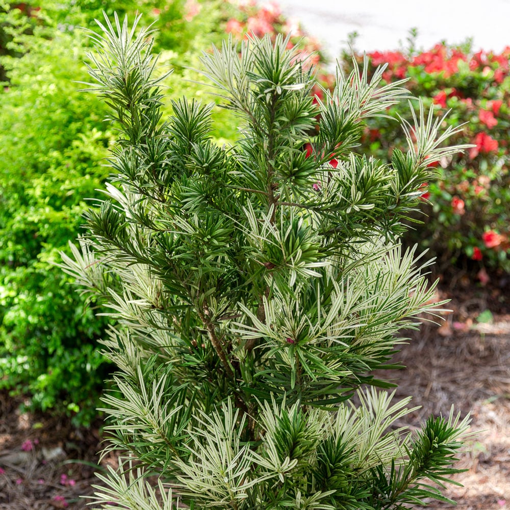 Southern Living Plant Collection 48422-1 shrubs - View #2