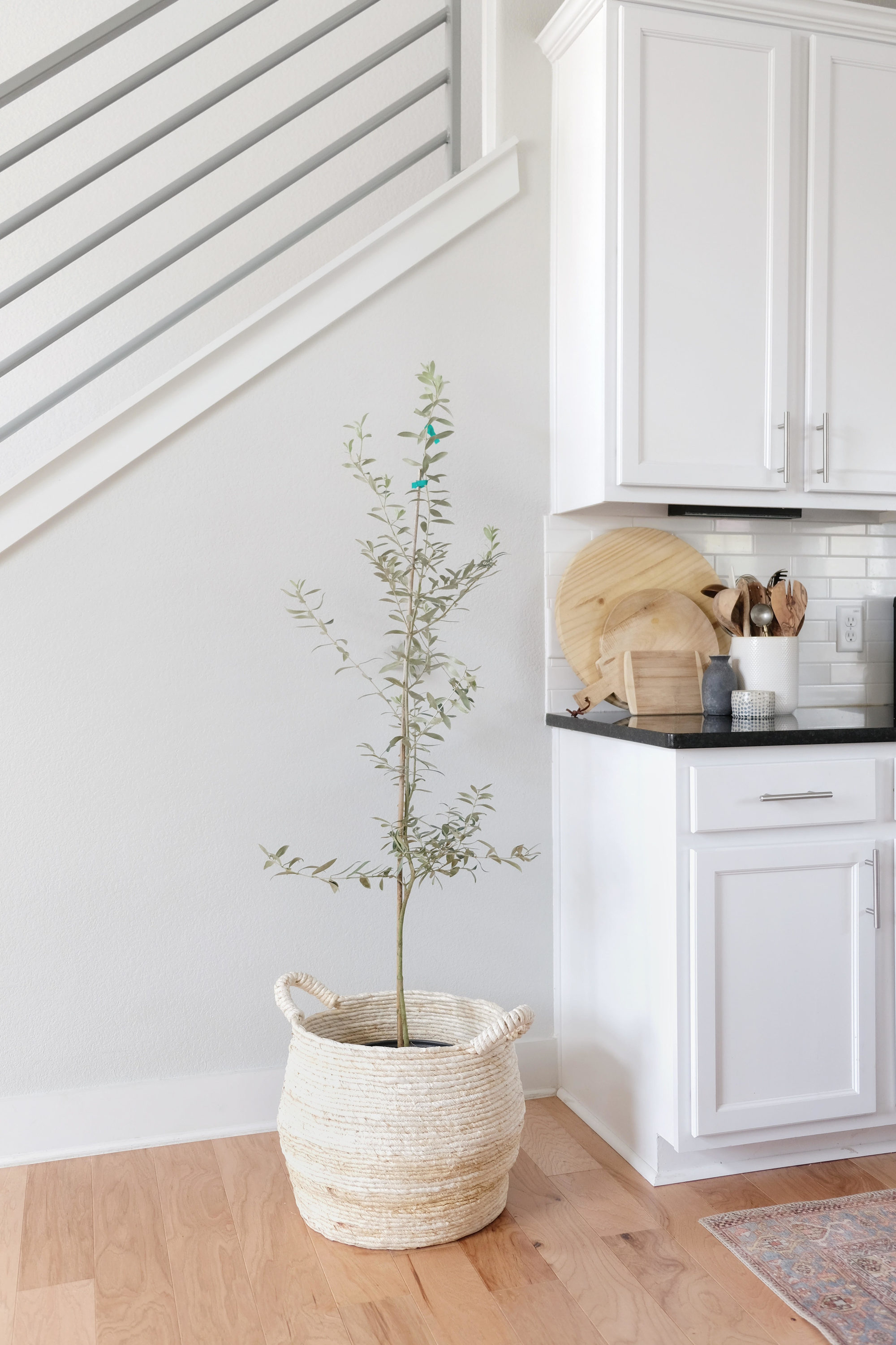 Brighter Blooms OLI-GRK-34-2QT trees - View #2