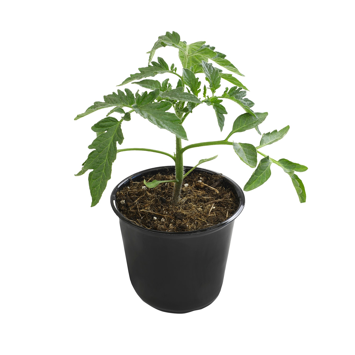 Altman Plants 0873055 Better Boy Tomato Plant in Pot