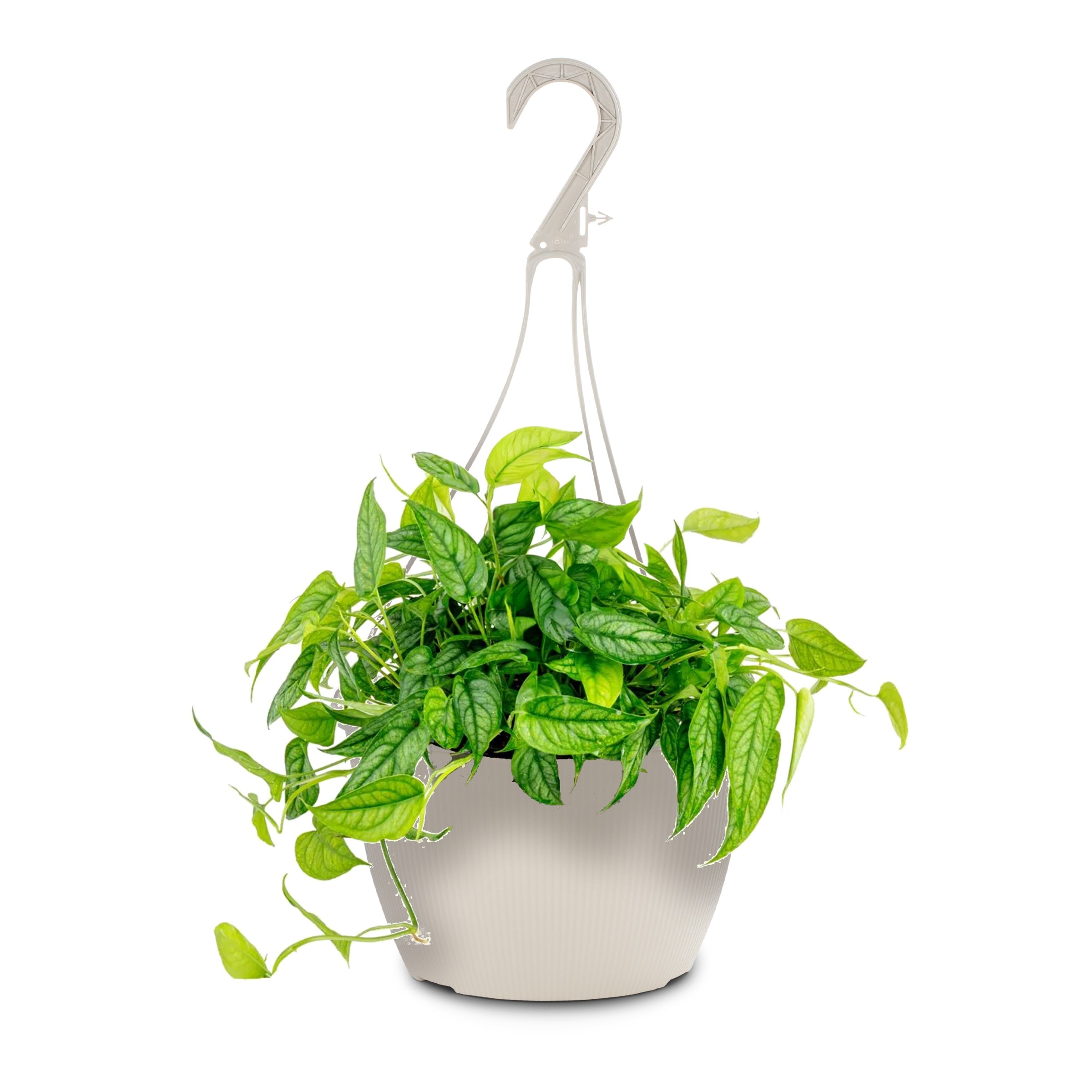 Hanging basket Arrowhead Plant Plants, Bulbs & Seeds at Lowes.com