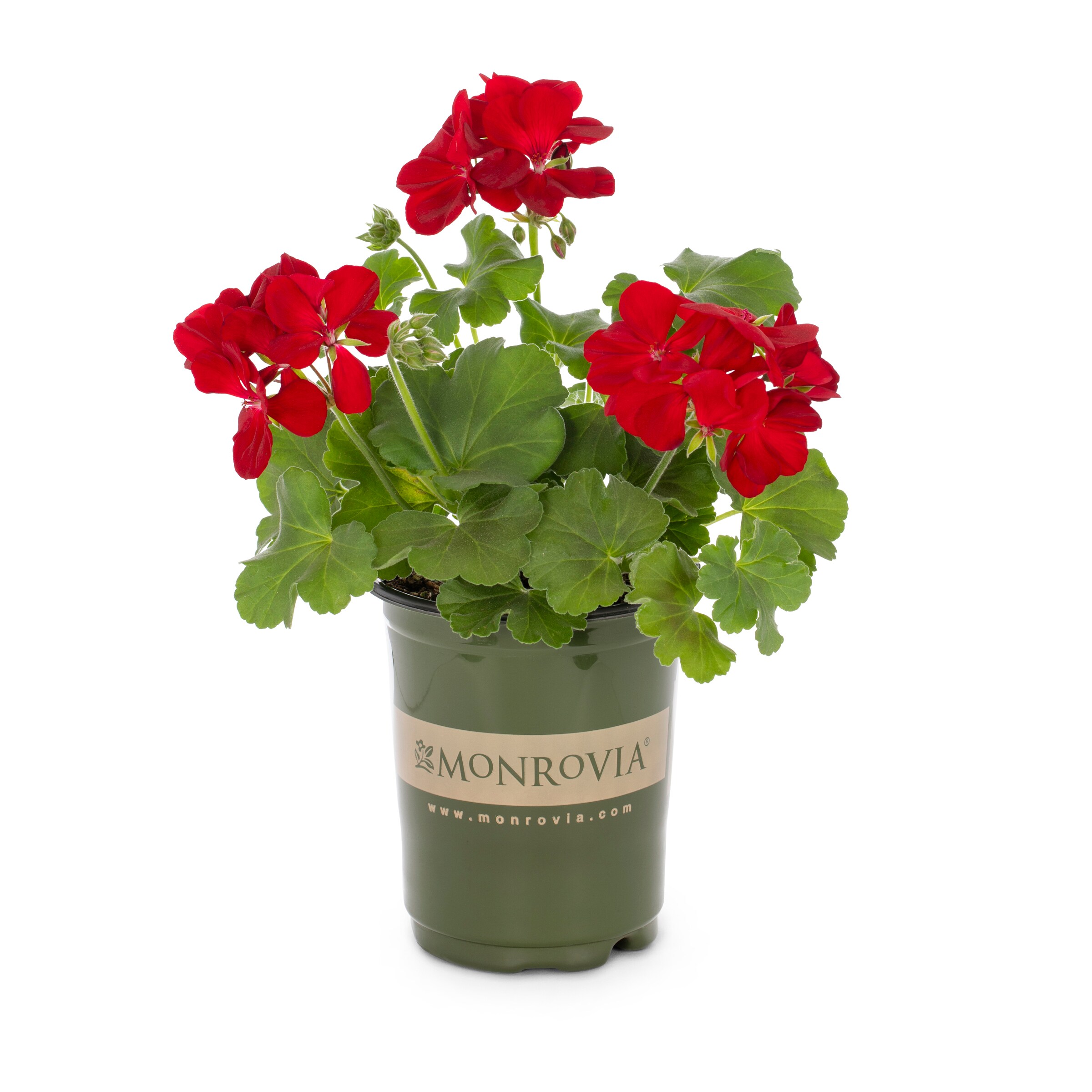 Lowe's Multicolor Geranium in 1-Quart Pot in the Annuals department at ...