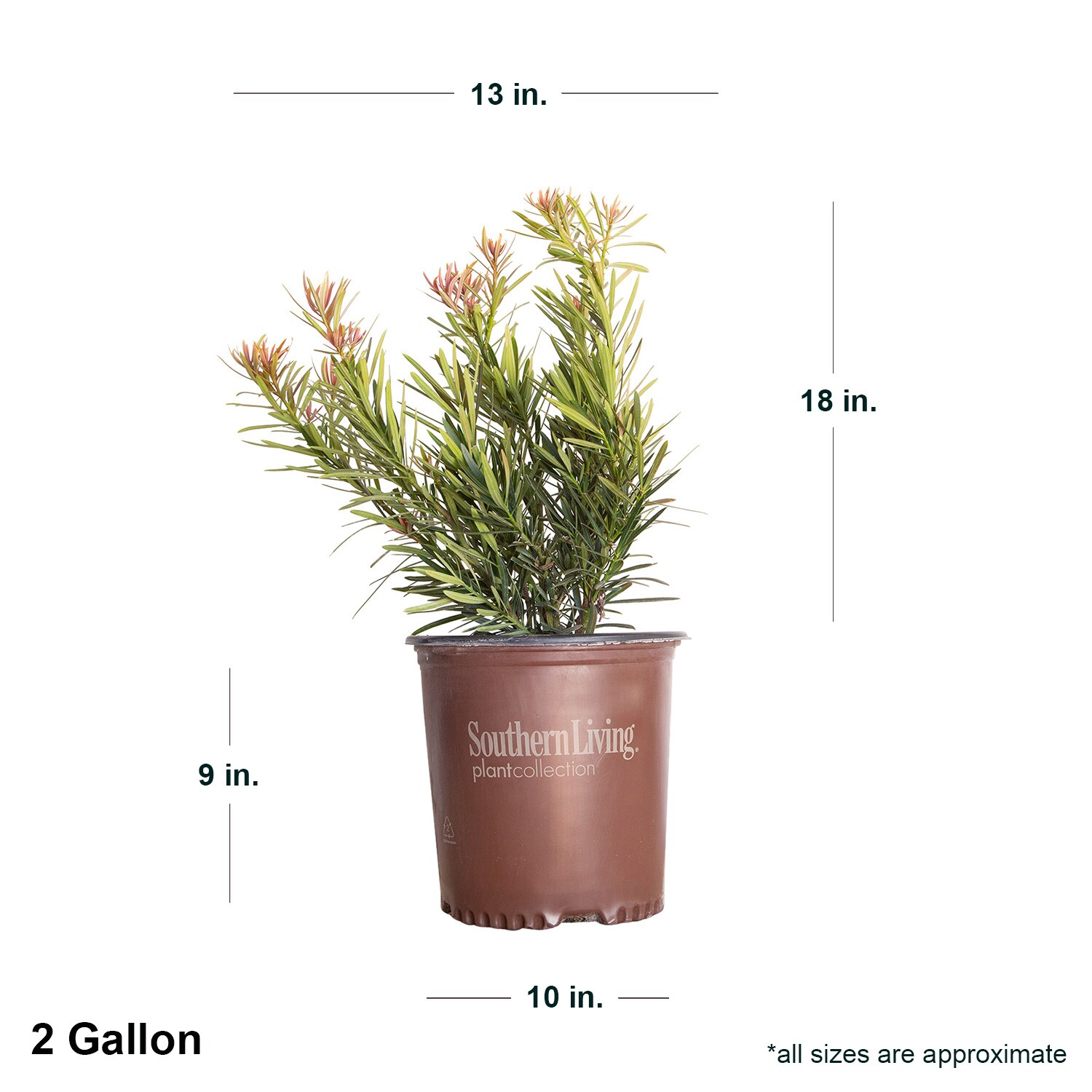 Southern Living Plant Collection 48442-1 shrubs - View #2