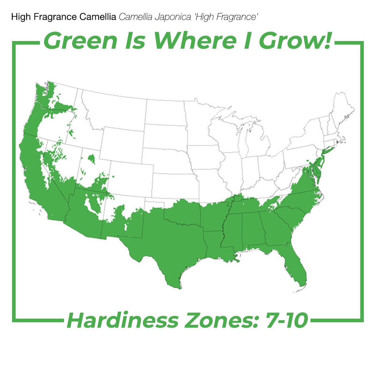 Perfect Plants LOHIFRGRNCCAMELLIA3G shrubs - View #3