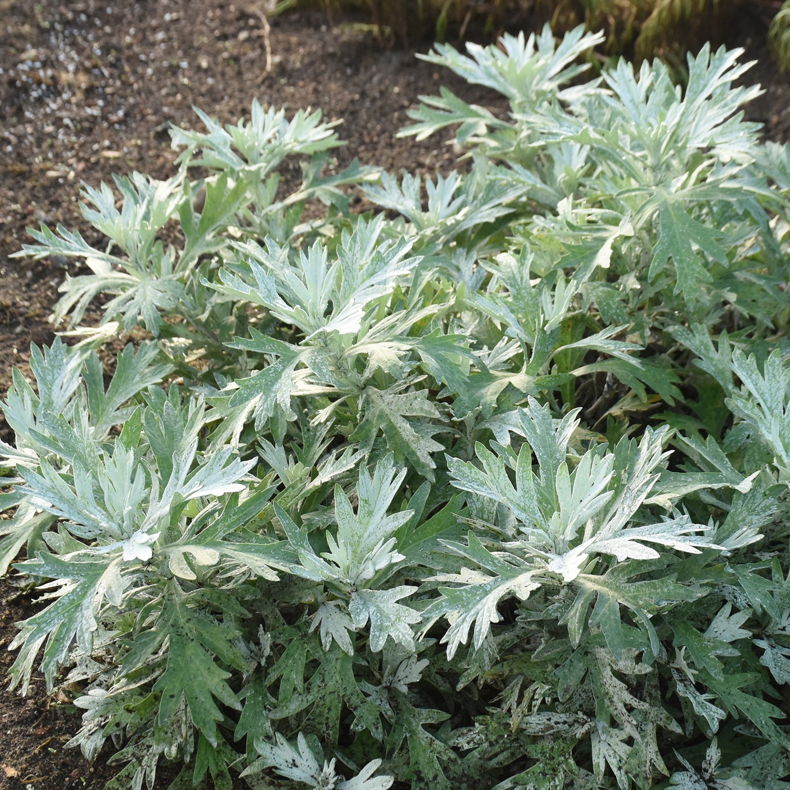 white-sagebrush-plants-bulbs-seeds-at-lowes