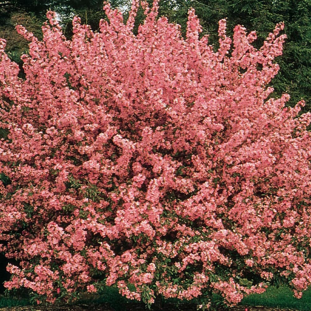  NURSERY 3.64 -Gallon Red Flowering Crabapple Showtime In pot (with soil)