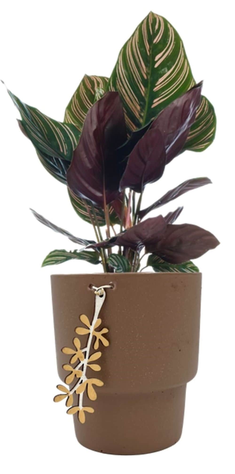 LiveTrends ASB07660 Audrey House plant in 12 Ounce(s) Pot 1 -Pack