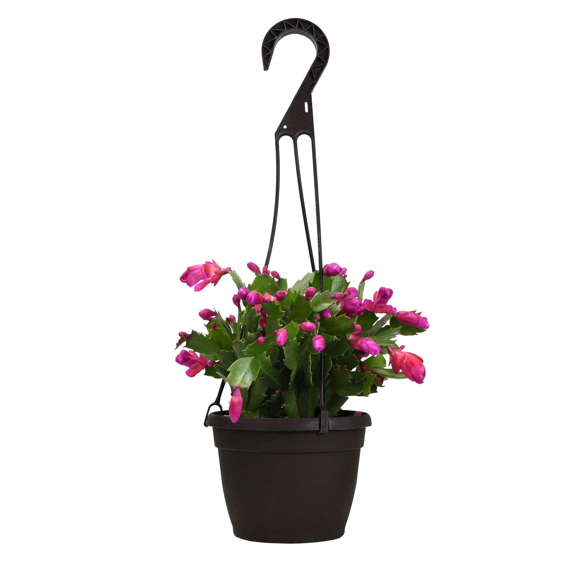 Holiday Living 1.25 Quart(s)