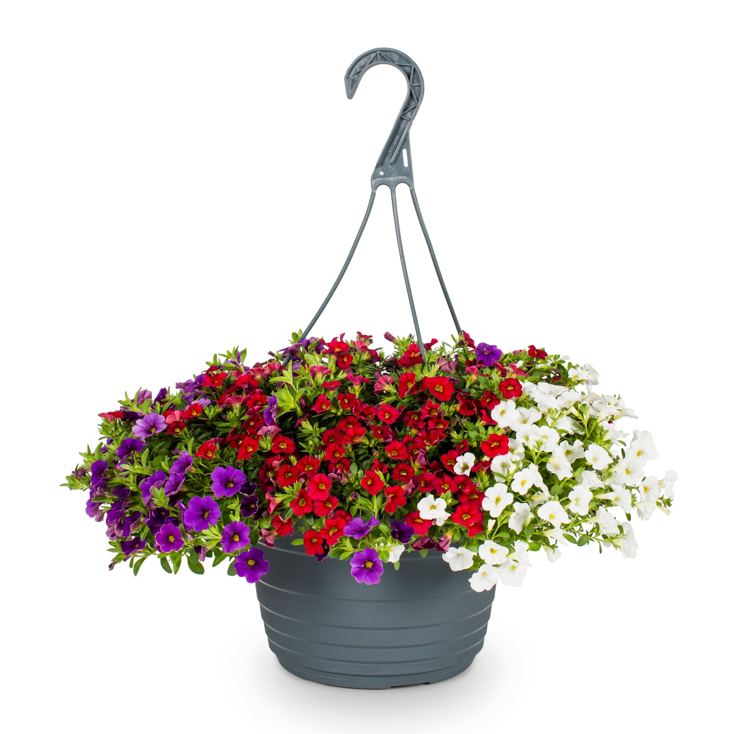 Metrolina Greenhouses Multicolor Calibrachoa in 1.5-Gallon (s) Hanging ...