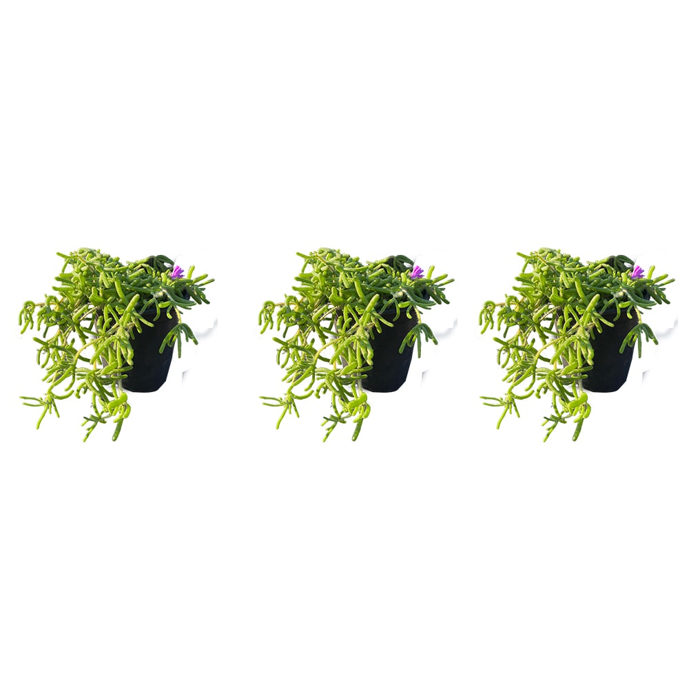 Runesay HBPLANT-15 Pink Trailing Iceplant House plant in 3 Pack Pot 1 -Pack