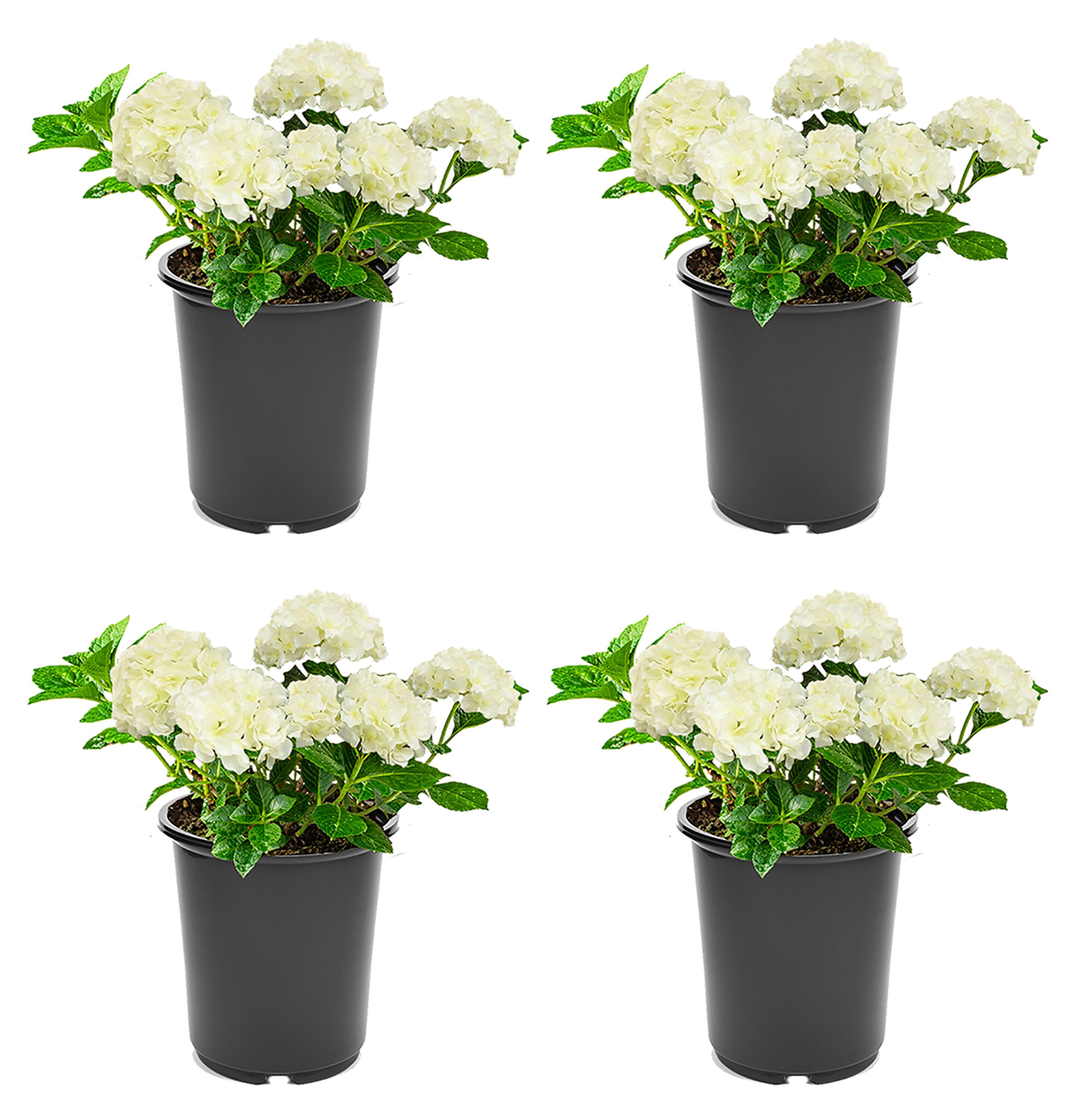  2204 Hydrangea macrophylla 'Ice Boy White' Flowering Shrub in 2.5 -Quart Pot 4 -Pack with White Blooms