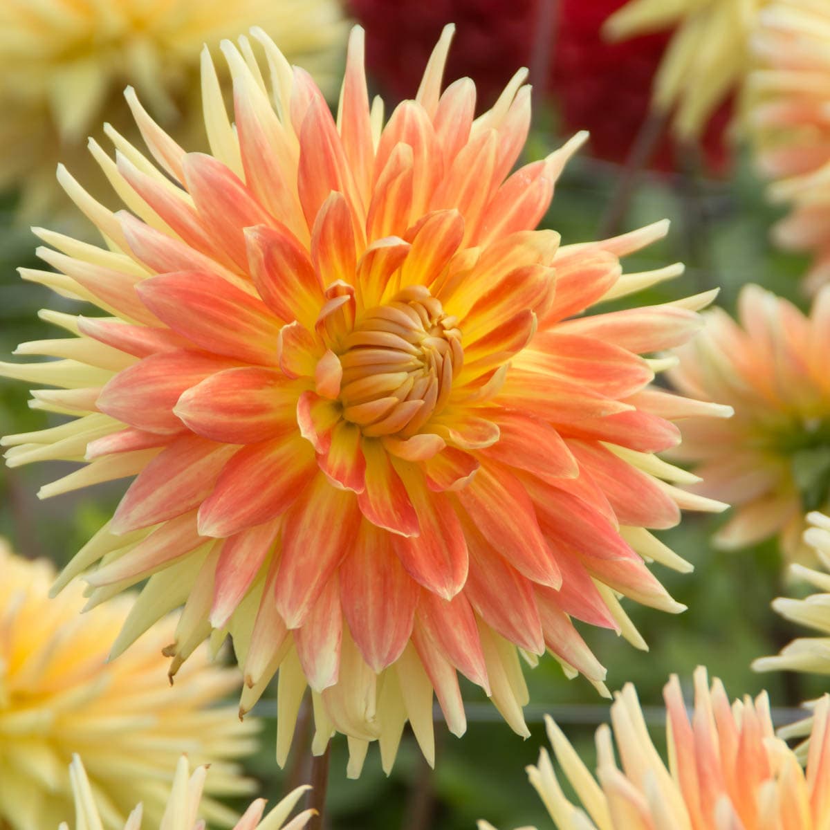 Breck's 81426 Plant-Bulbs - View #3