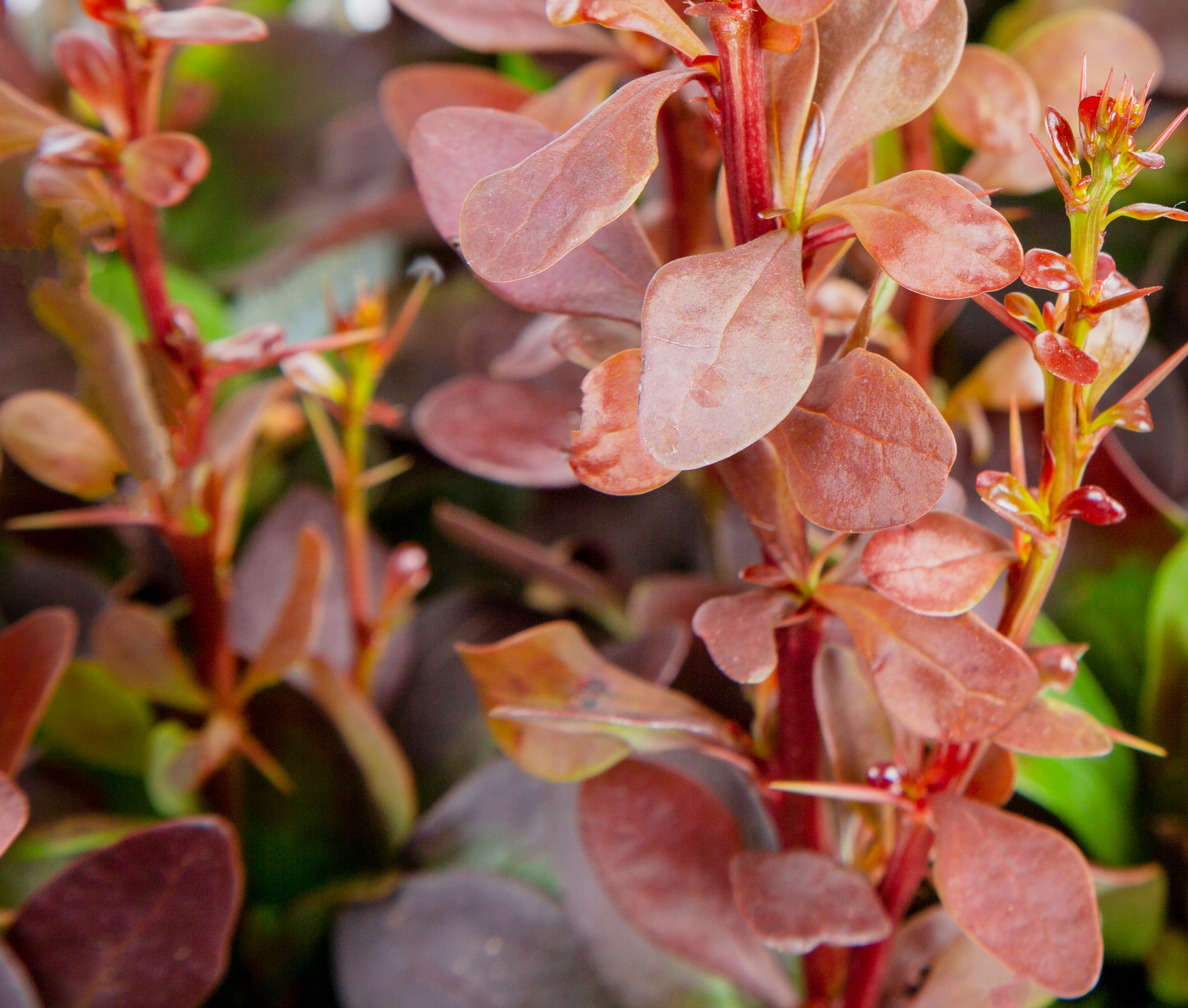 Lowe's 096565186884 shrubs - View #4