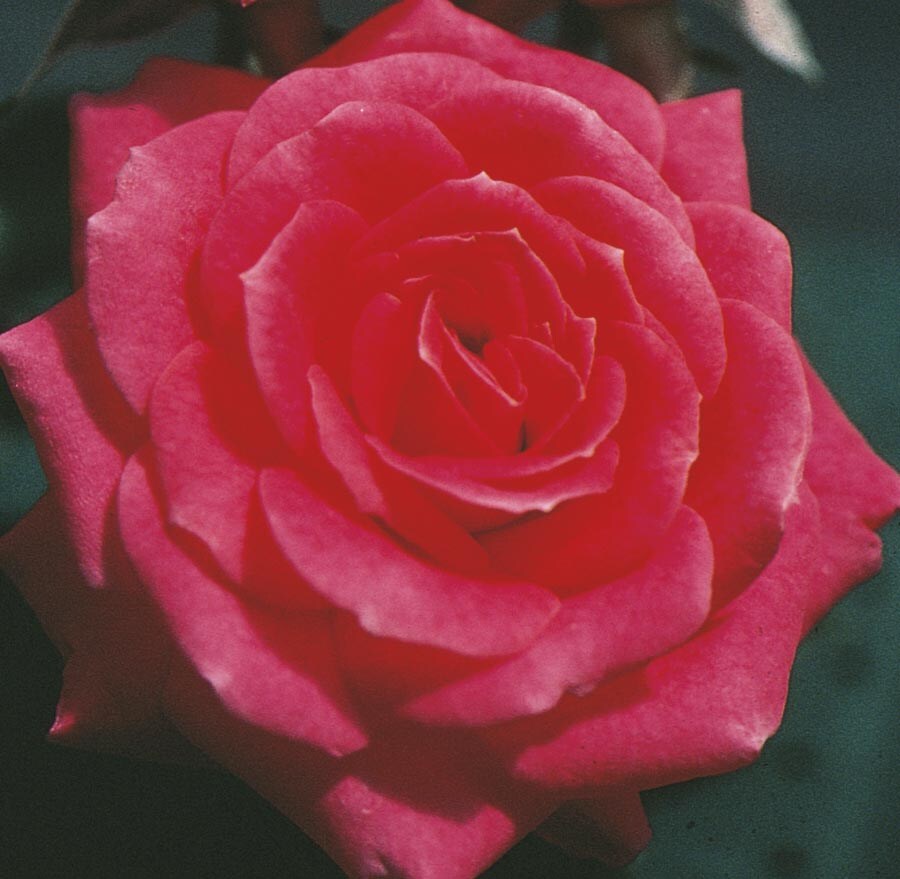 Lowe's Red Classic Sunblaze Rose #NURSERY
