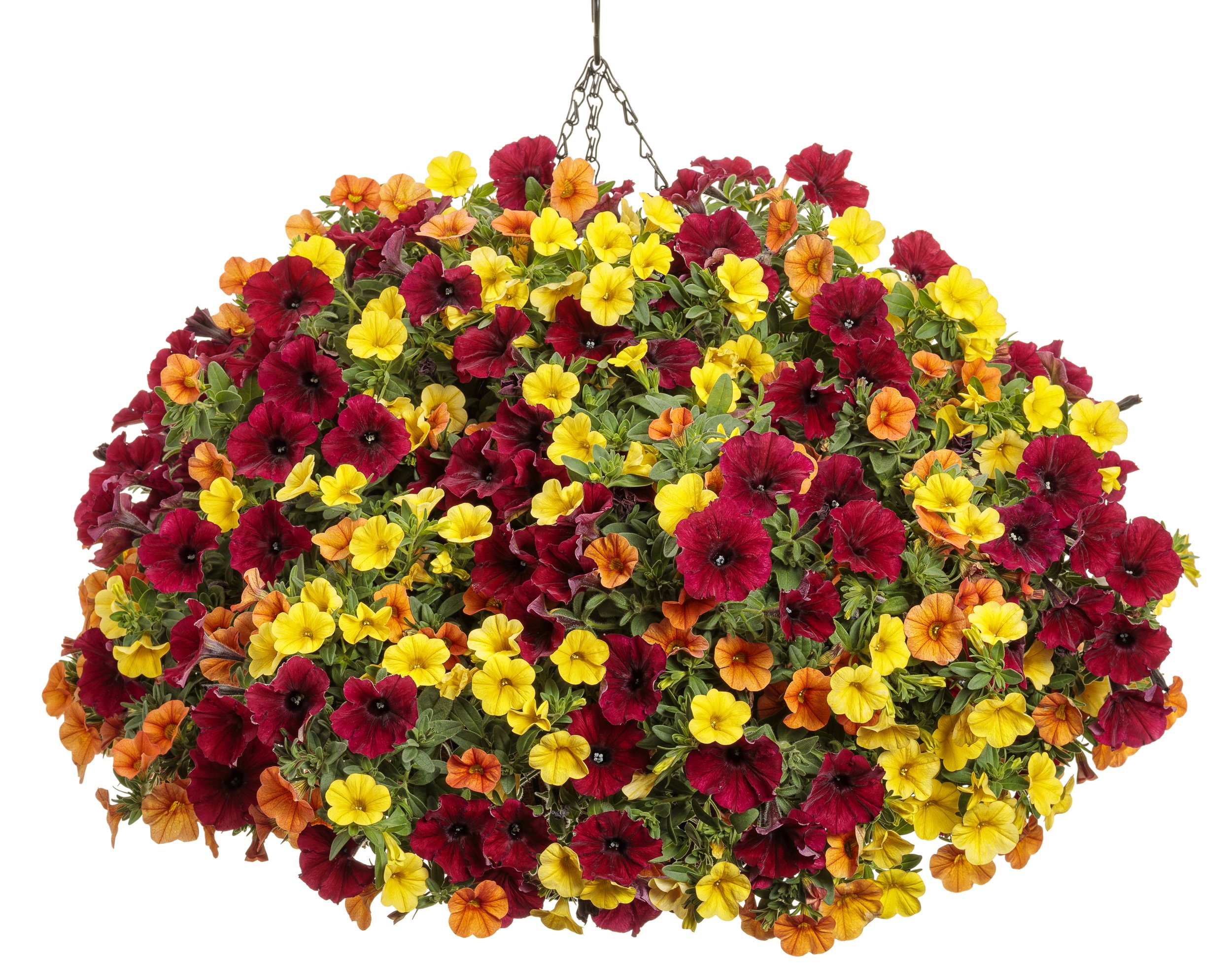 Ready Refill 5280713 Multicolor Sunshine State Mix in 1.5 Gallon(s) Pot