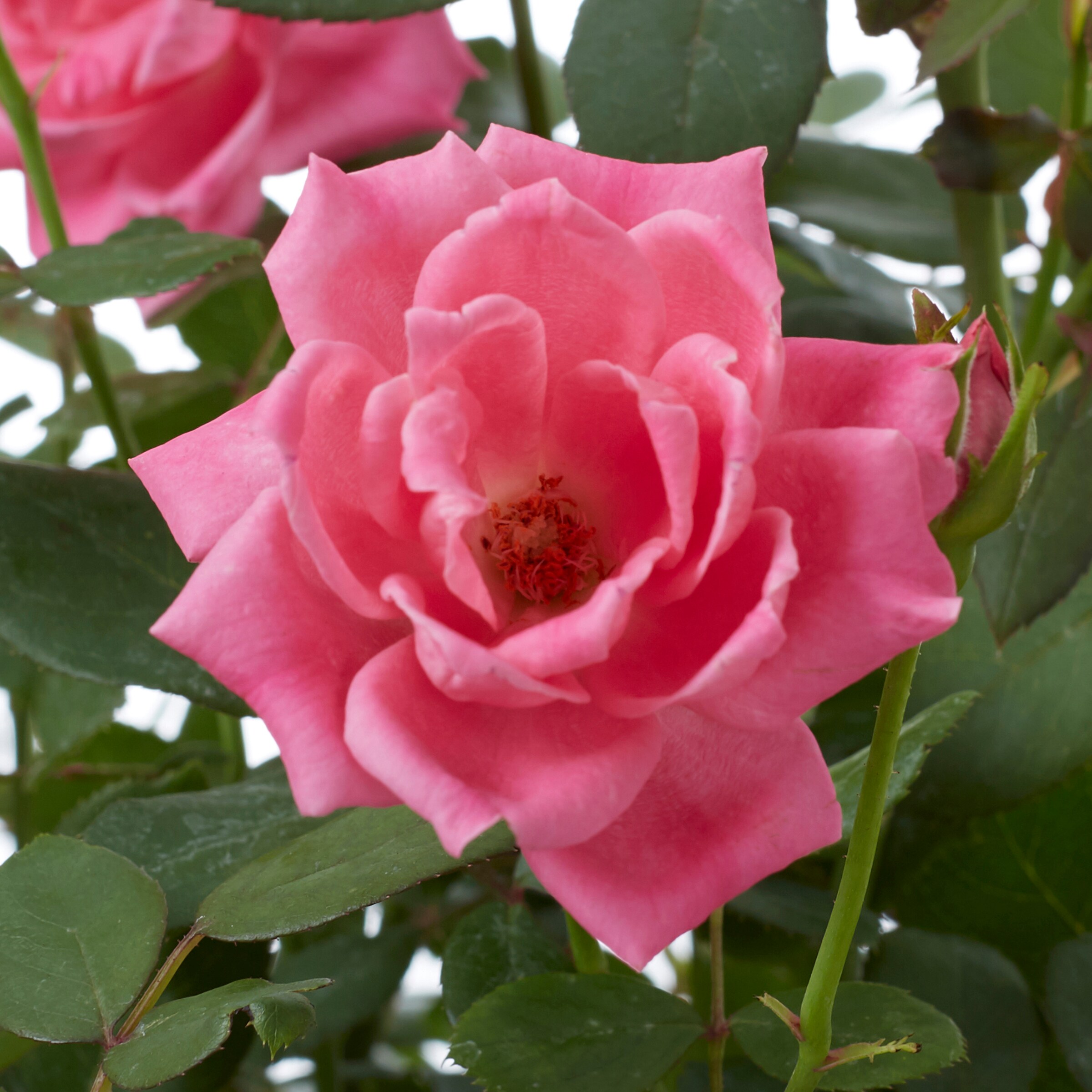 Lowe's NURSERY roses - View #2
